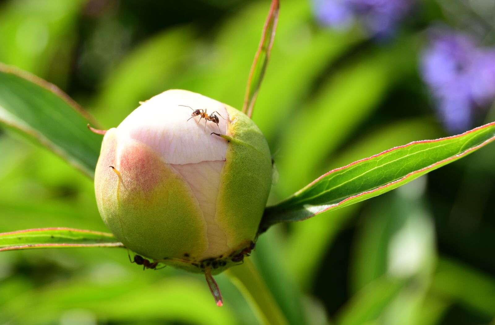 Nikon D5600 sample photo. Ant, bud, nature photography