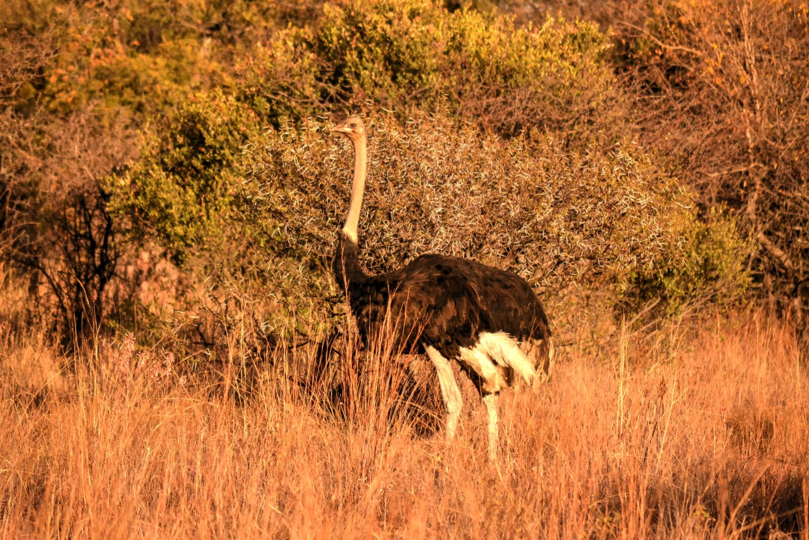 Nikon D3100 sample photo. Africa sun, ostrich, safari photography