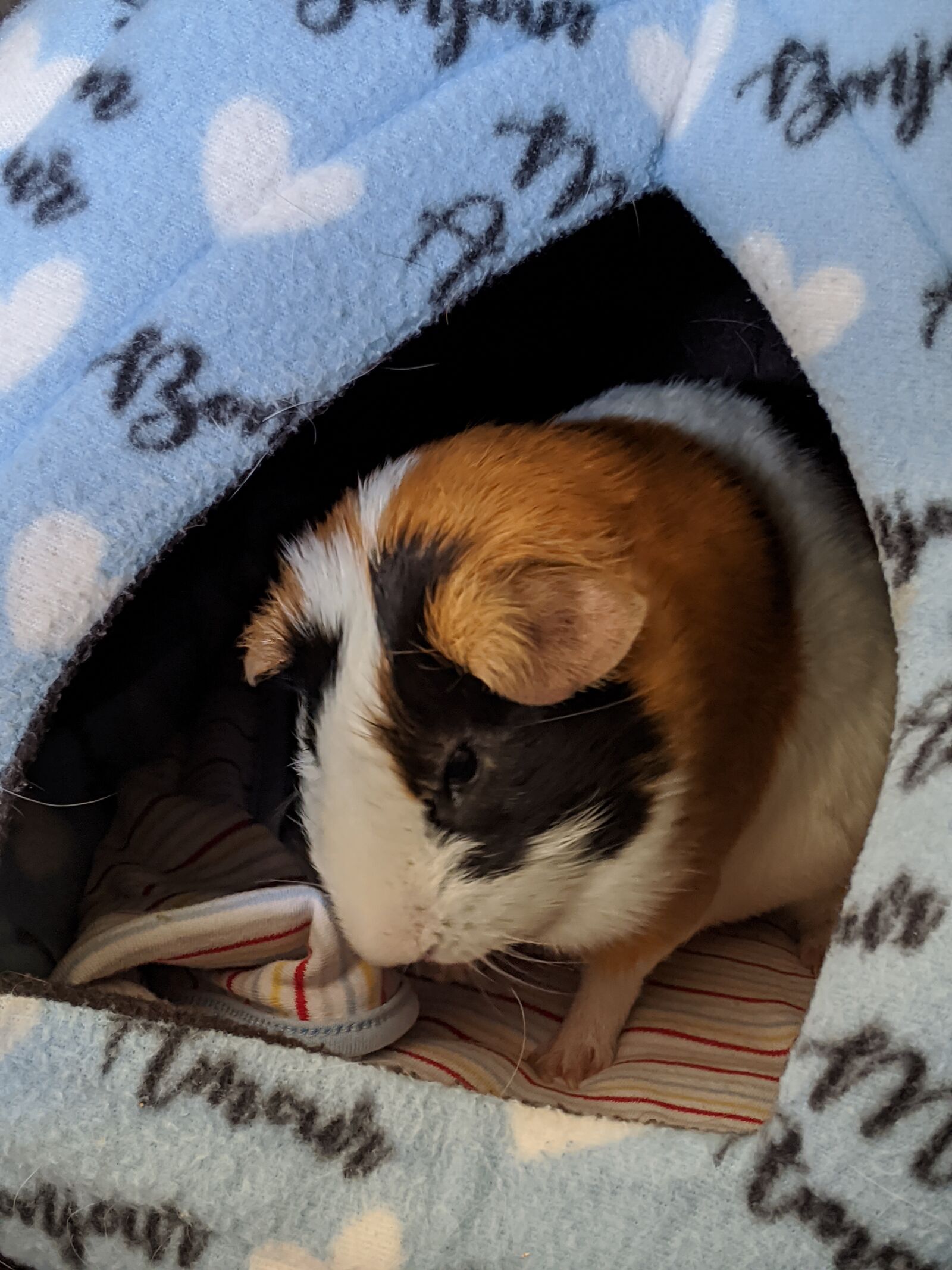 Google Pixel 3 XL sample photo. Guinea pig, cute, pig photography