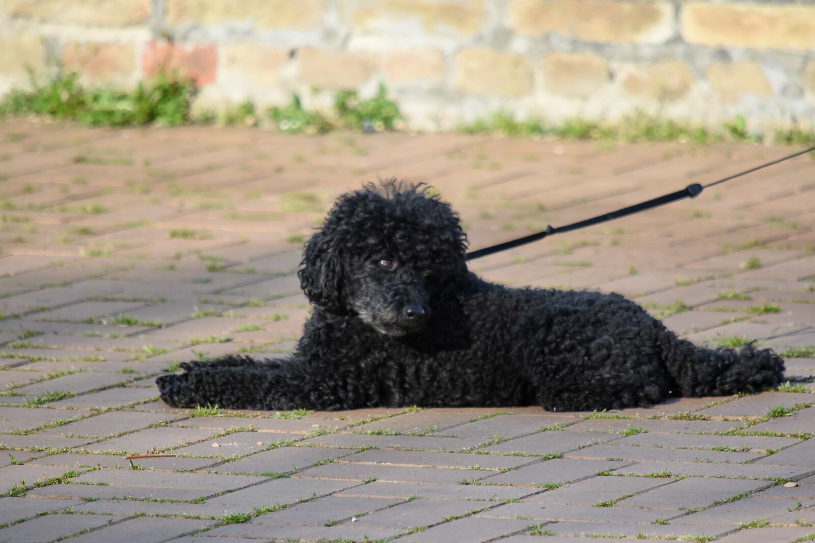 Nikon D5500 sample photo. Side view, canine, dog photography