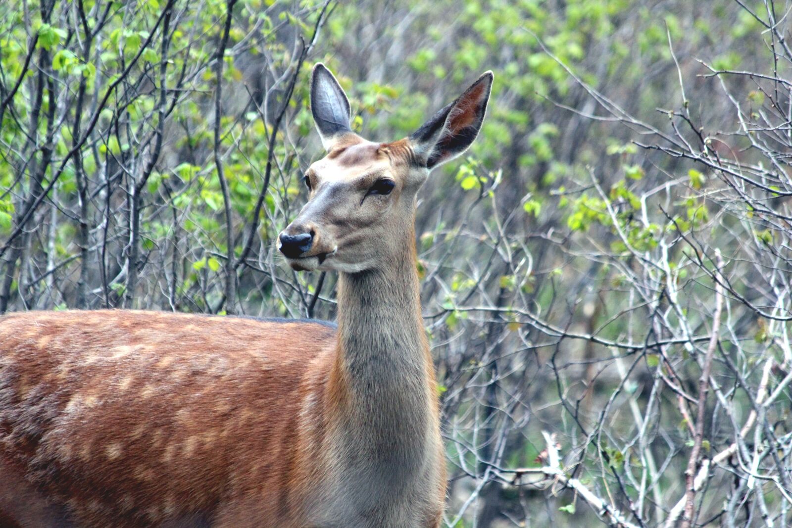 Canon EOS 650D (EOS Rebel T4i / EOS Kiss X6i) sample photo. Deer, hybrid, x axis photography