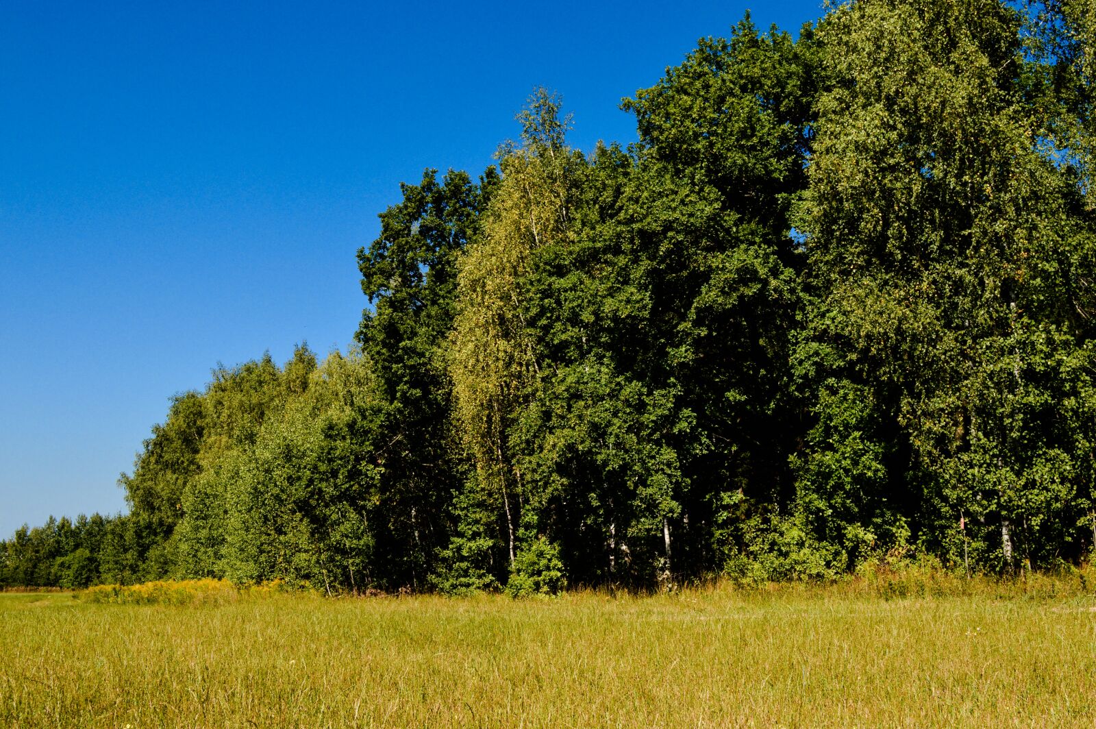 Nikon D3200 sample photo. Nature, field, forest photography
