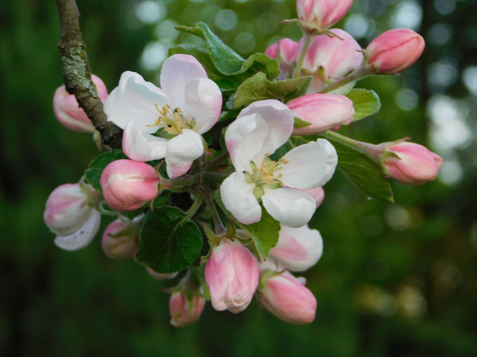 Nikon Coolpix B500 sample photo. Flowers, apple-tree, spring photography