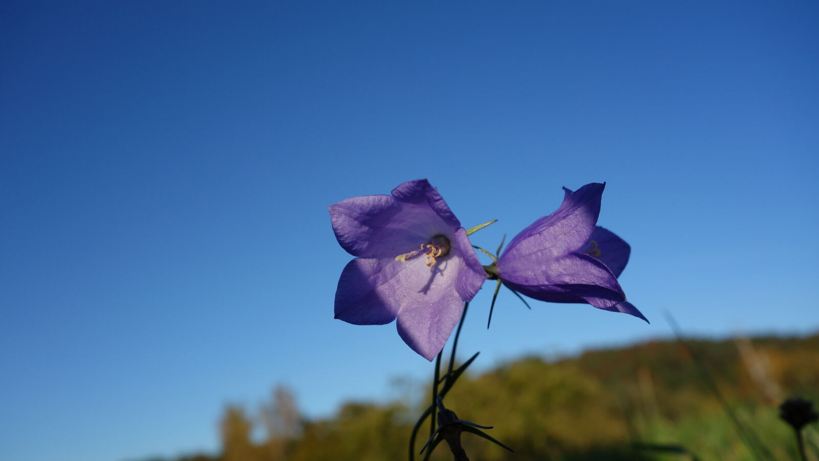 Sony Cyber-shot DSC-RX100 sample photo. Blue, sky, daylight, flower photography