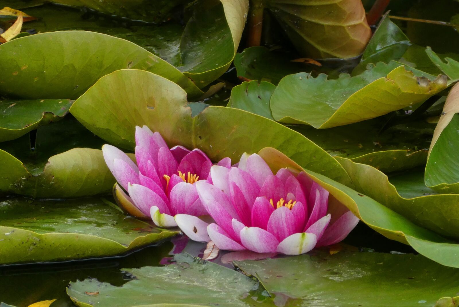 Panasonic Lumix DC-ZS70 (Lumix DC-TZ90) sample photo. Water lily, ditch, flower photography