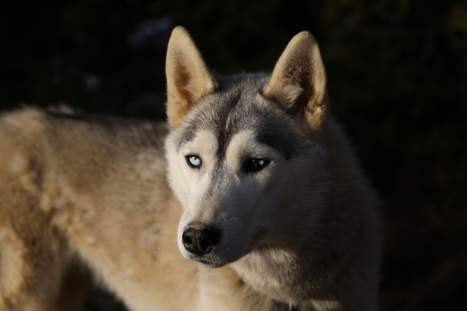Canon EF 24-105mm F3.5-5.6 IS STM sample photo. Animals, dog sled, husky photography