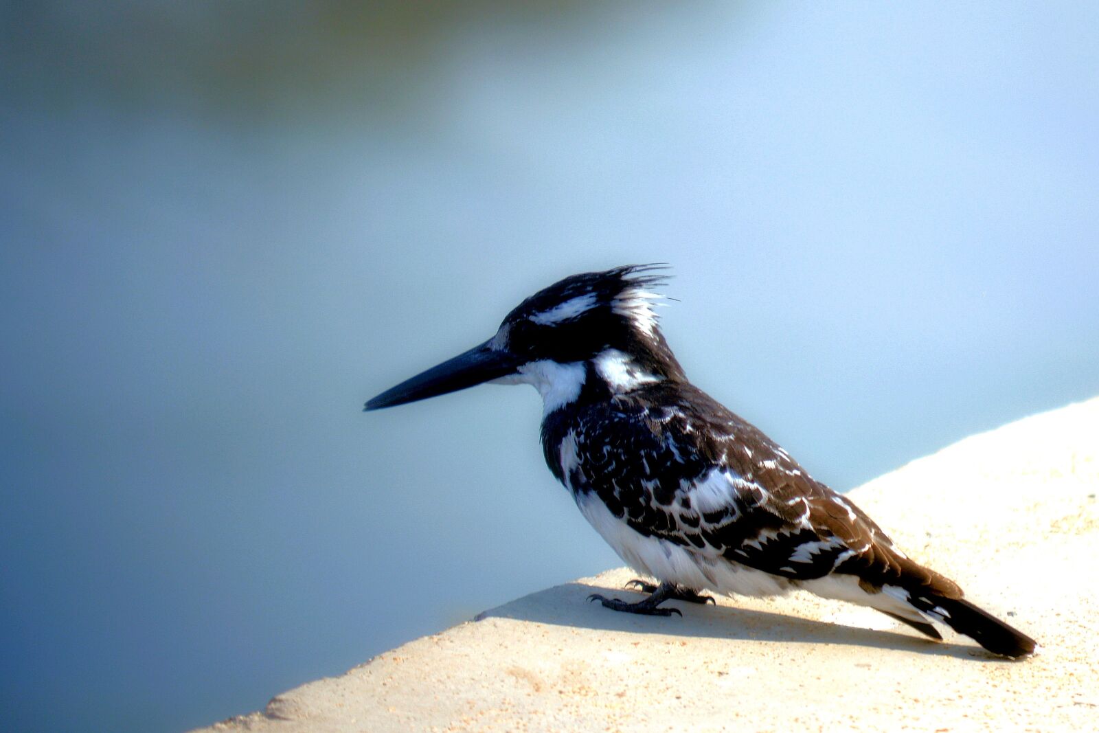 Nikon D5200 sample photo. Long beak, king fischer photography