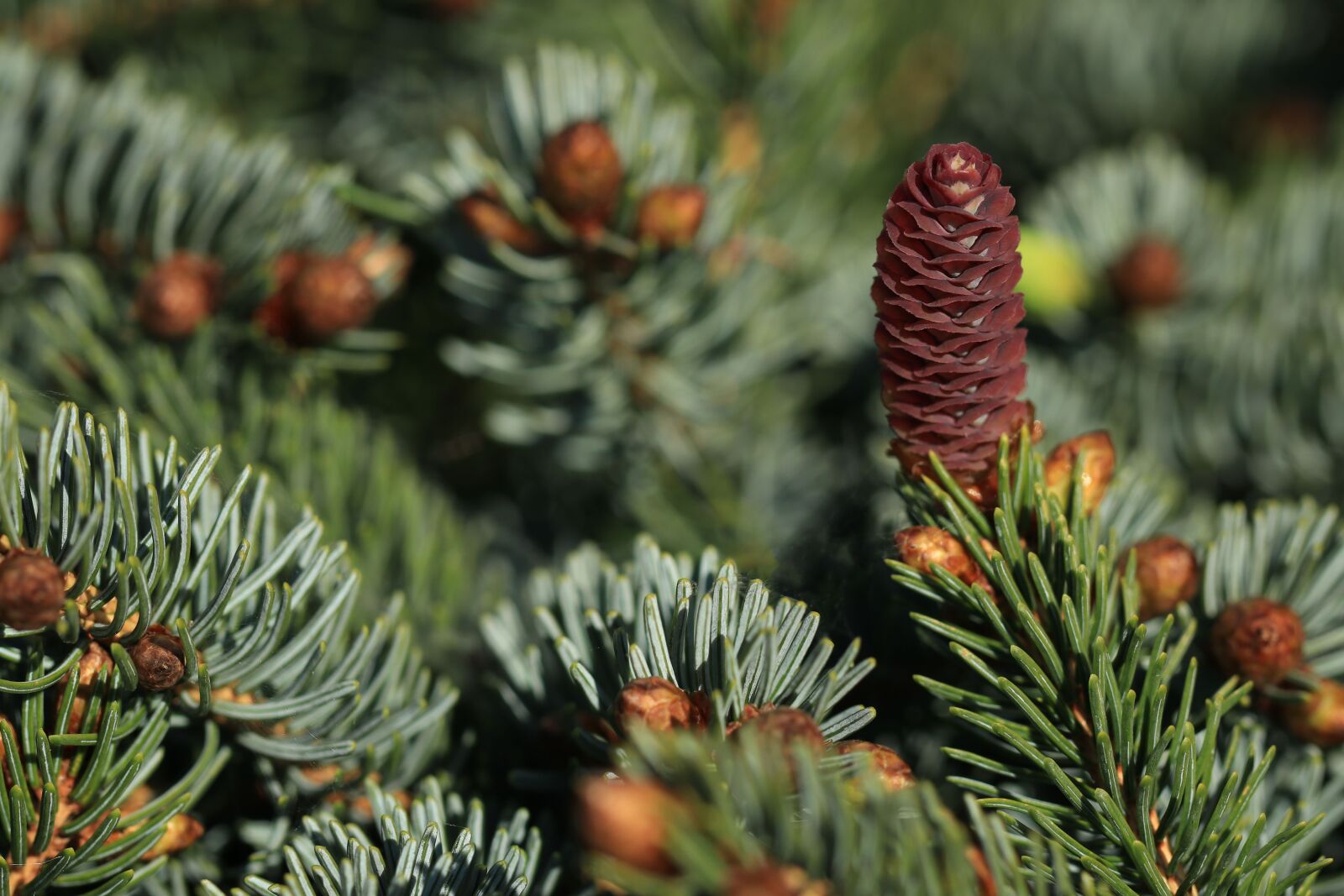 Canon EOS 80D sample photo. Fir, bush, picea abies photography