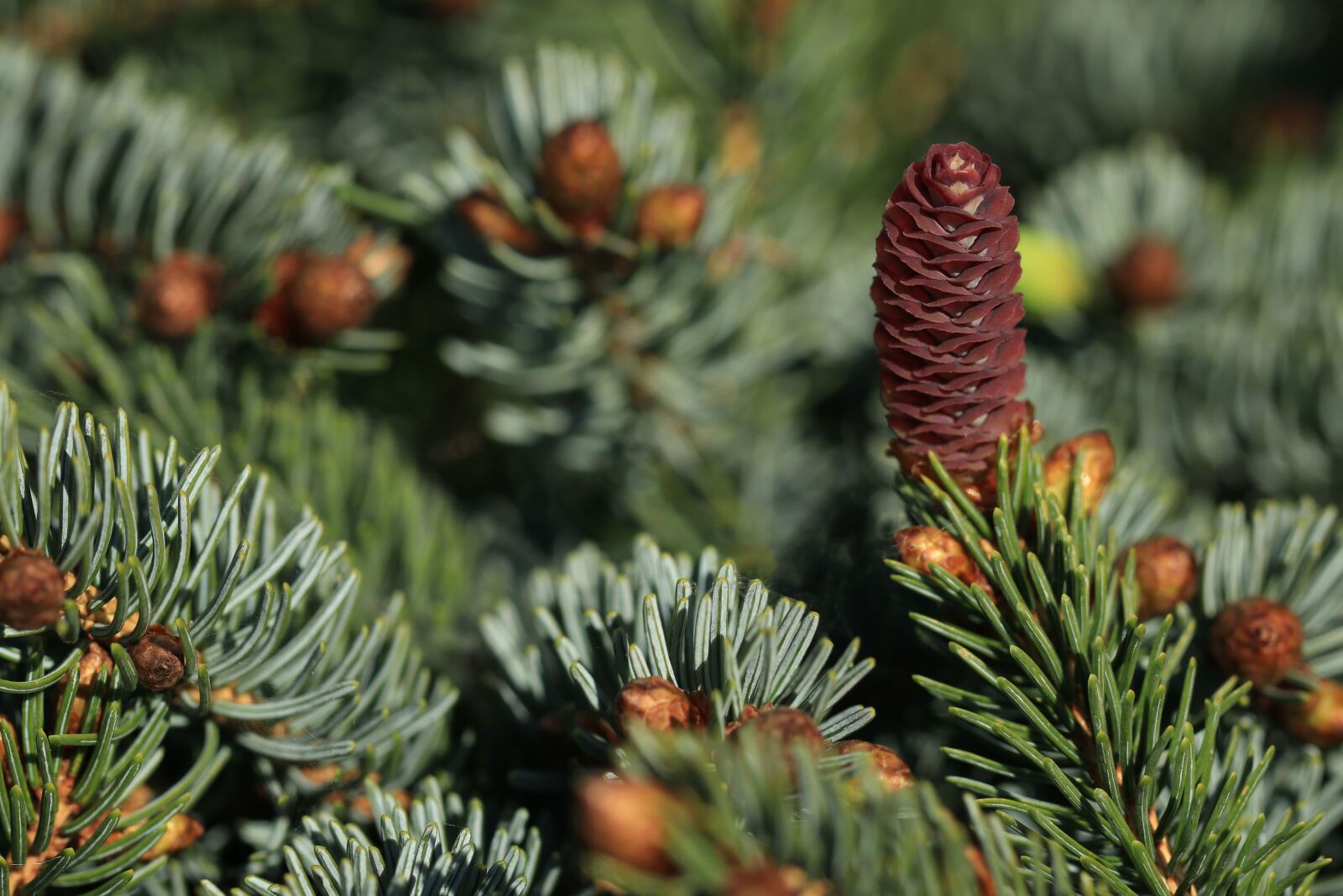 Canon EOS 80D + Canon EF 100mm F2.8L Macro IS USM sample photo. Fir, bush, picea abies photography