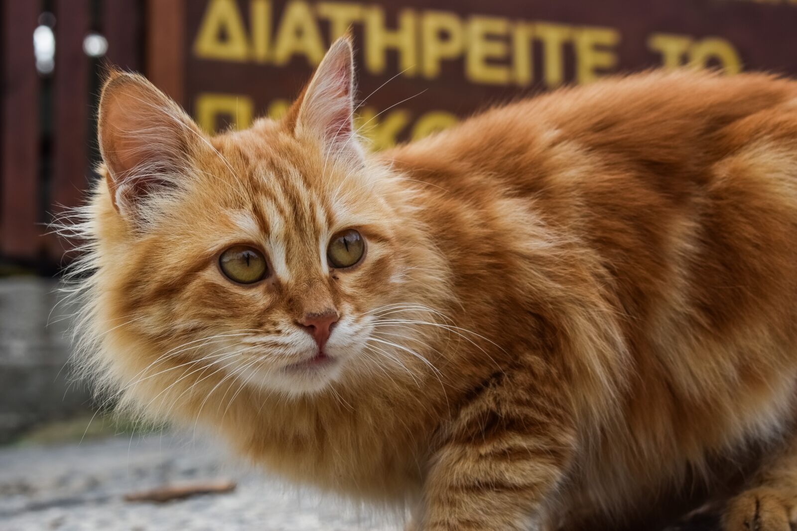 Nikon D3300 sample photo. Animal, cat, cute photography