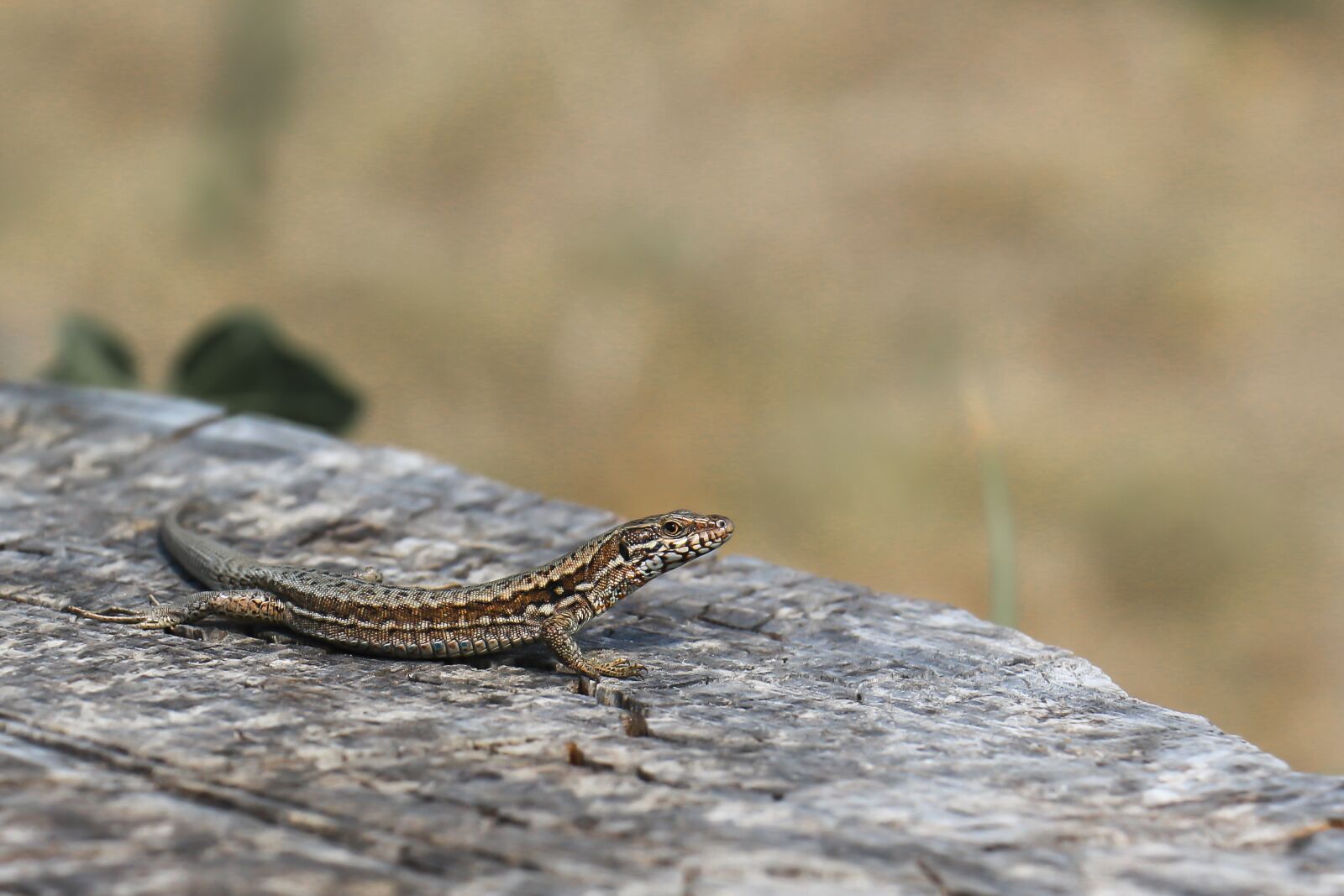 Canon EOS 700D (EOS Rebel T5i / EOS Kiss X7i) sample photo. Nature, reptile, lizard photography