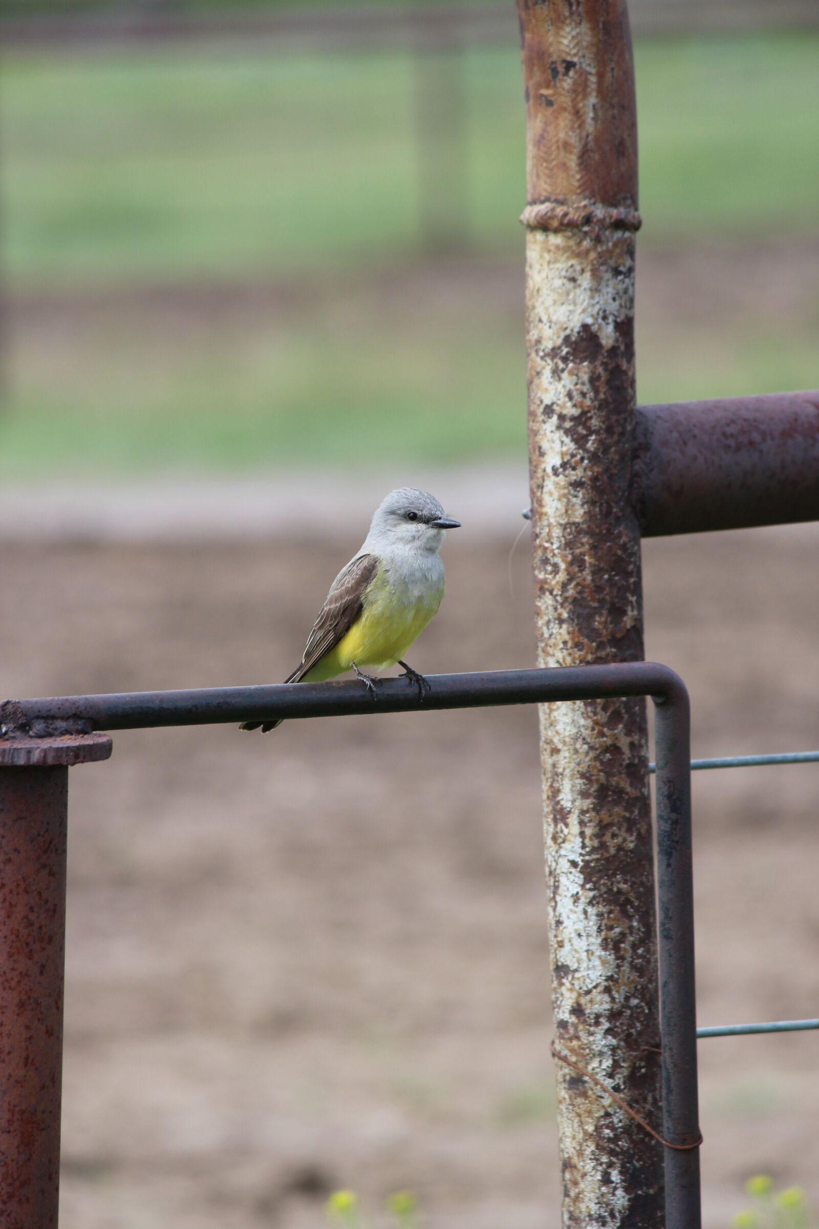Canon EOS 600D (Rebel EOS T3i / EOS Kiss X5) sample photo. Nature, bird, outdoors photography