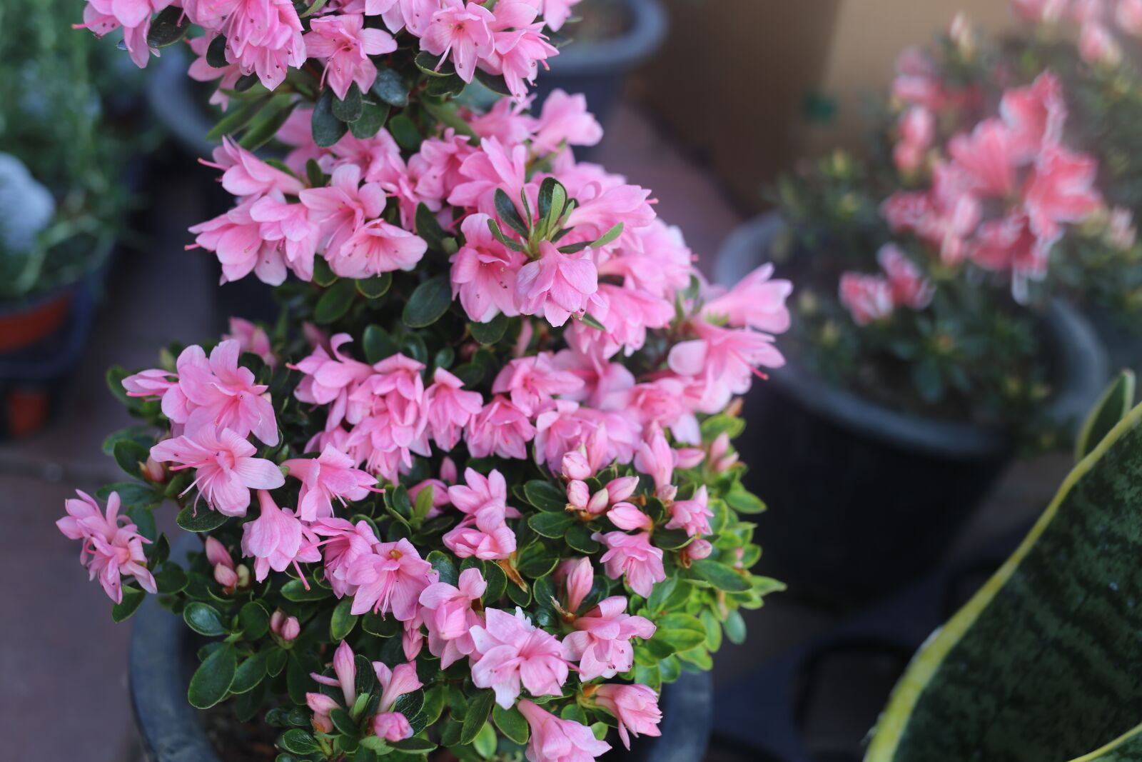 Canon EF 40mm F2.8 STM sample photo. Flower, flora, garden photography