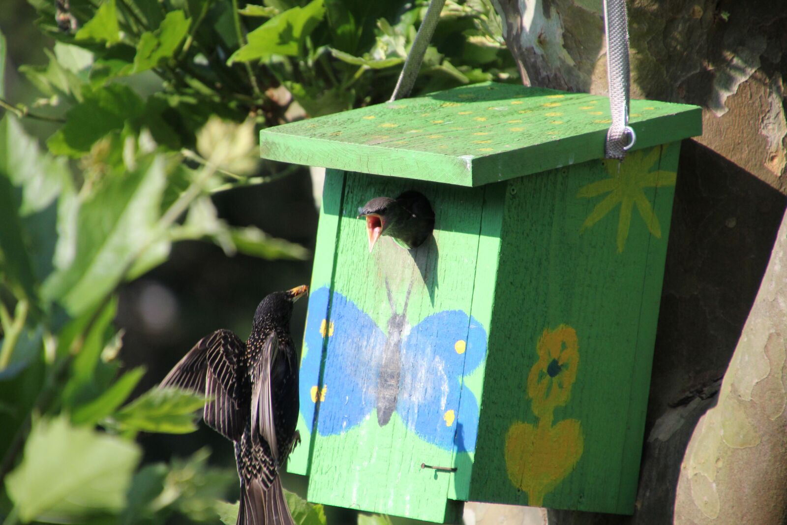 Canon EOS 60D sample photo. Nature, animal world, bird photography