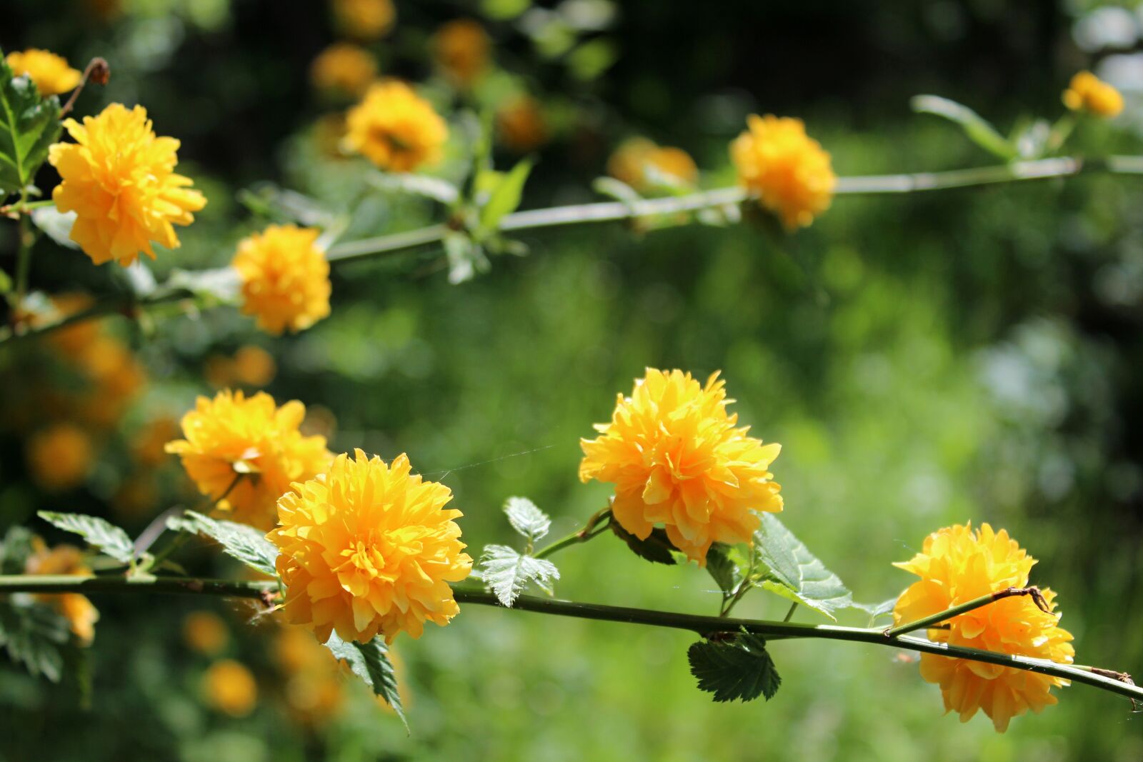 Canon EOS 1300D (EOS Rebel T6 / EOS Kiss X80) sample photo. Yellow flowers, garden photography