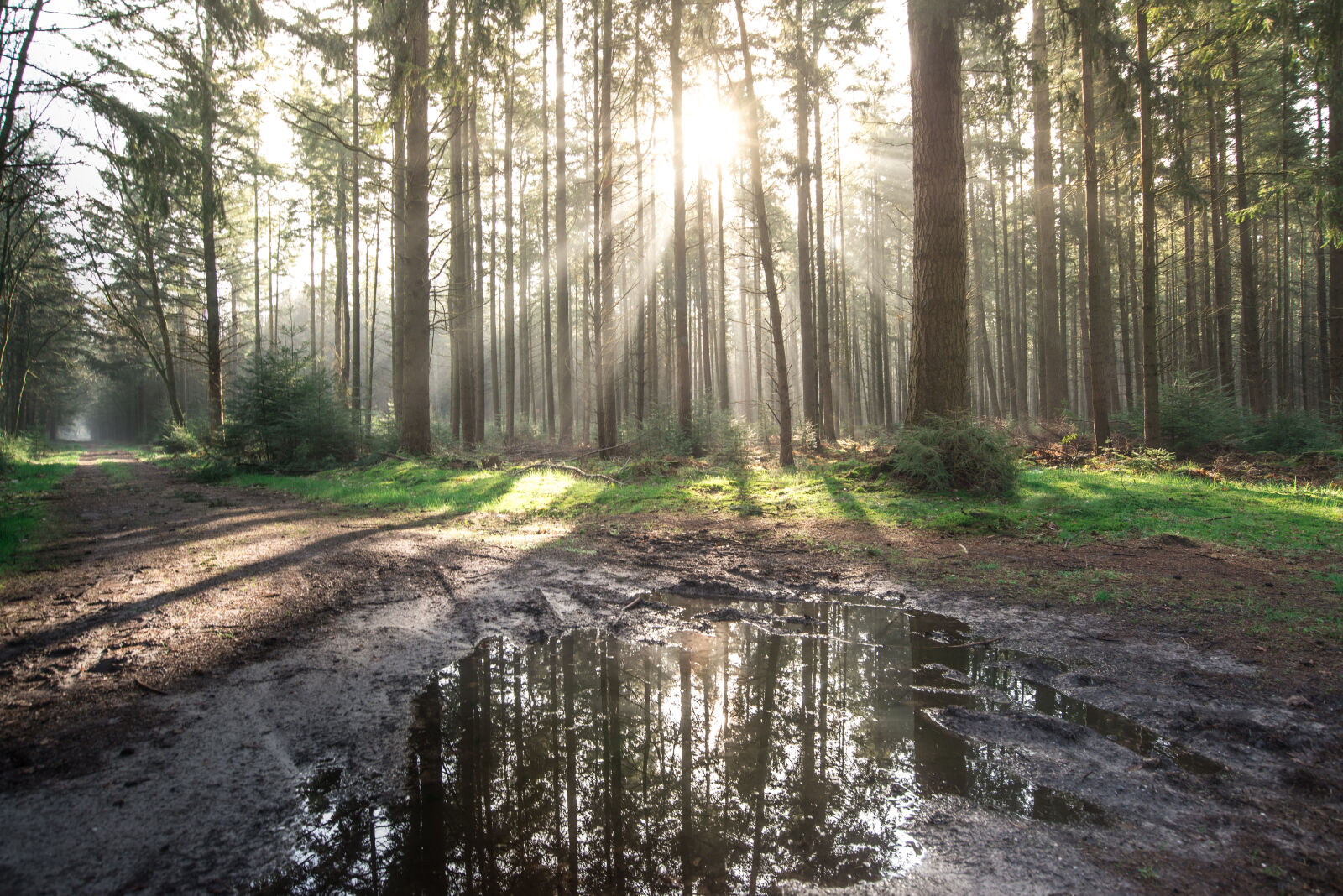 Nikon AF-S Nikkor 18-35mm F3.5-4.5G ED sample photo. Bright, daylight, environment, forest photography