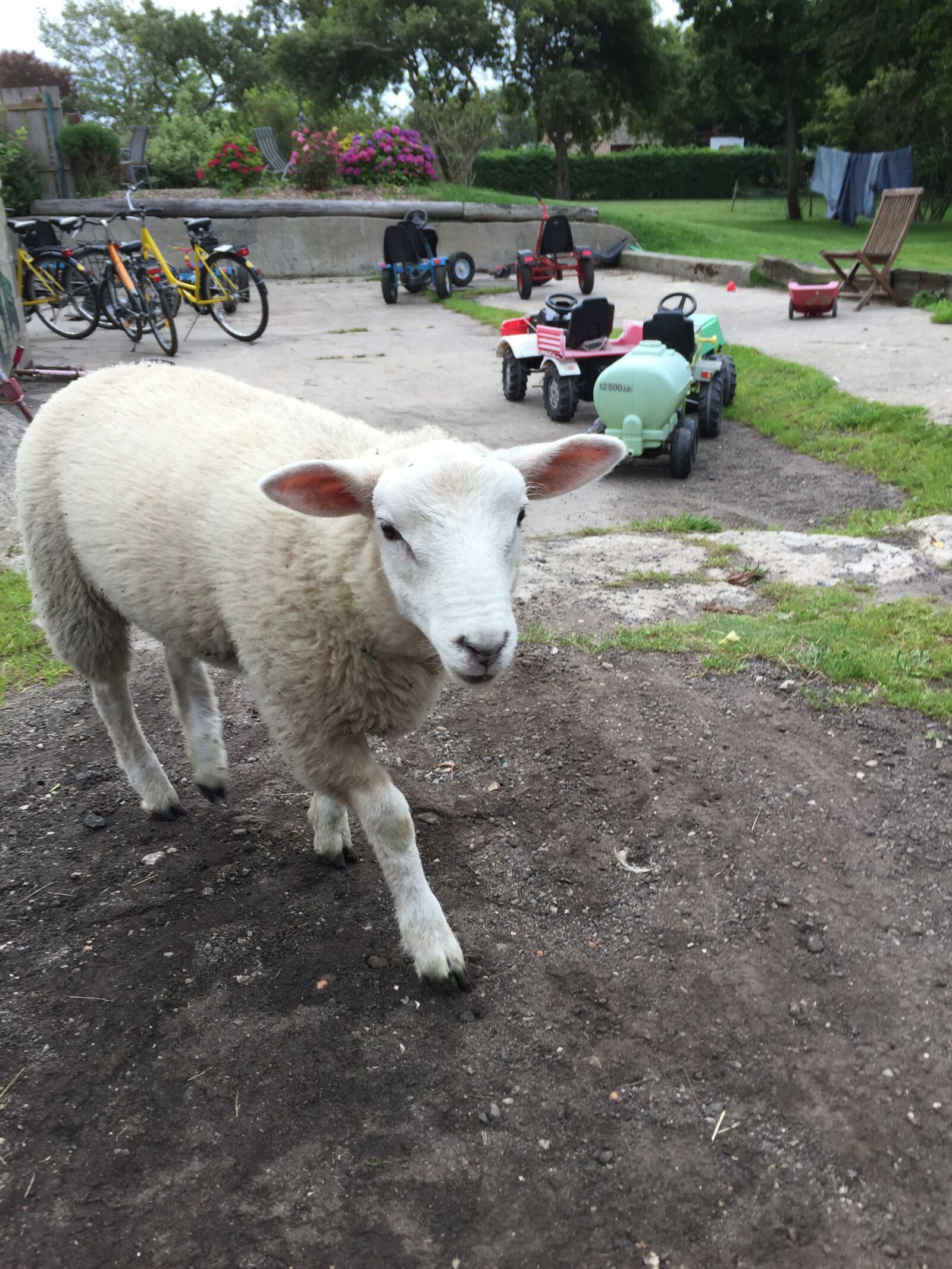 Apple iPhone 6 sample photo. Sheep, farm, animal photography