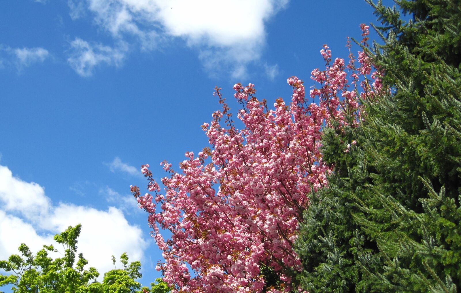Canon PowerShot SD1200 IS (Digital IXUS 95 IS / IXY Digital 110 IS) sample photo. Spring, cherry blossom, garden photography