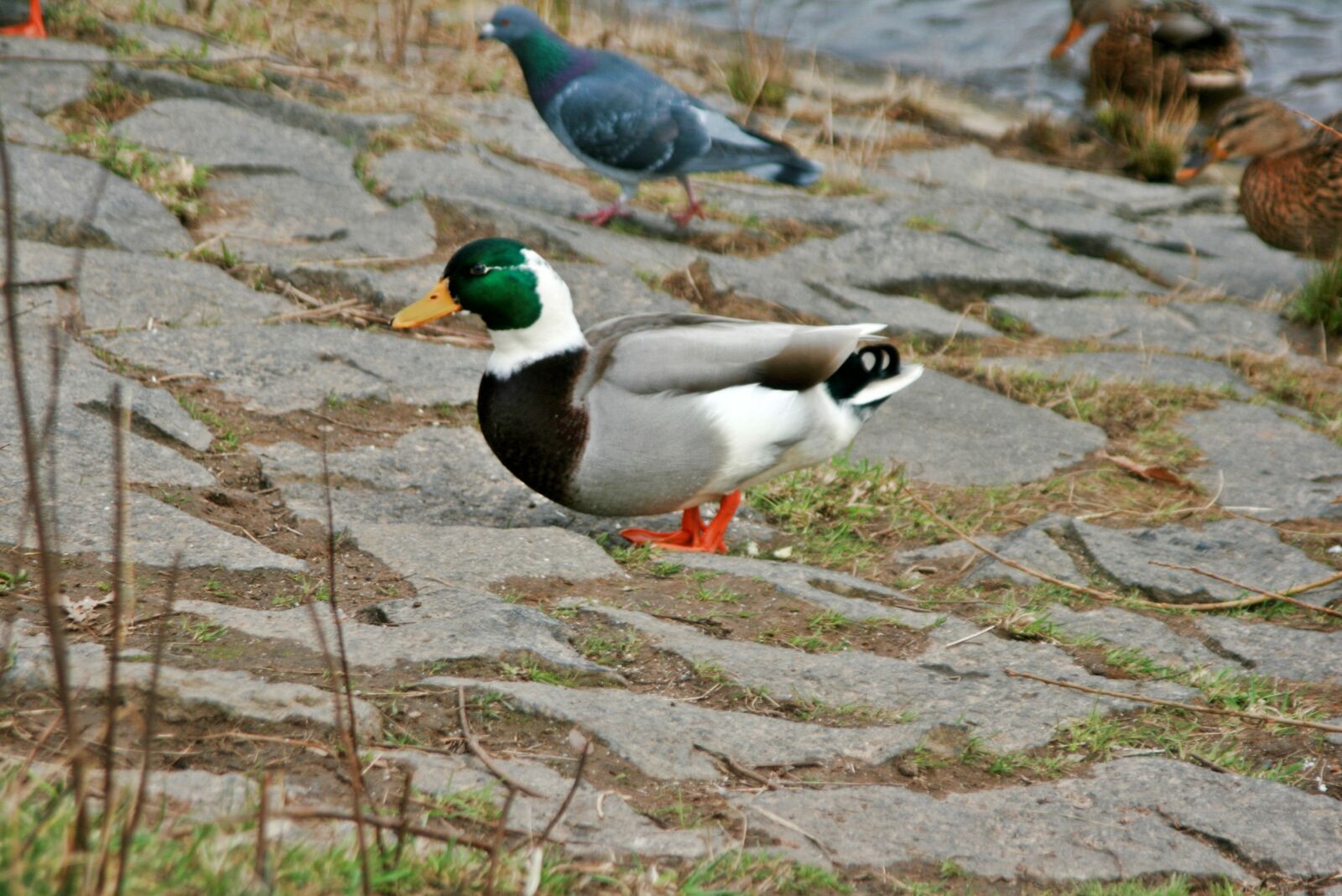 Canon EOS 400D (EOS Digital Rebel XTi / EOS Kiss Digital X) sample photo. Duck, ducks, white photography