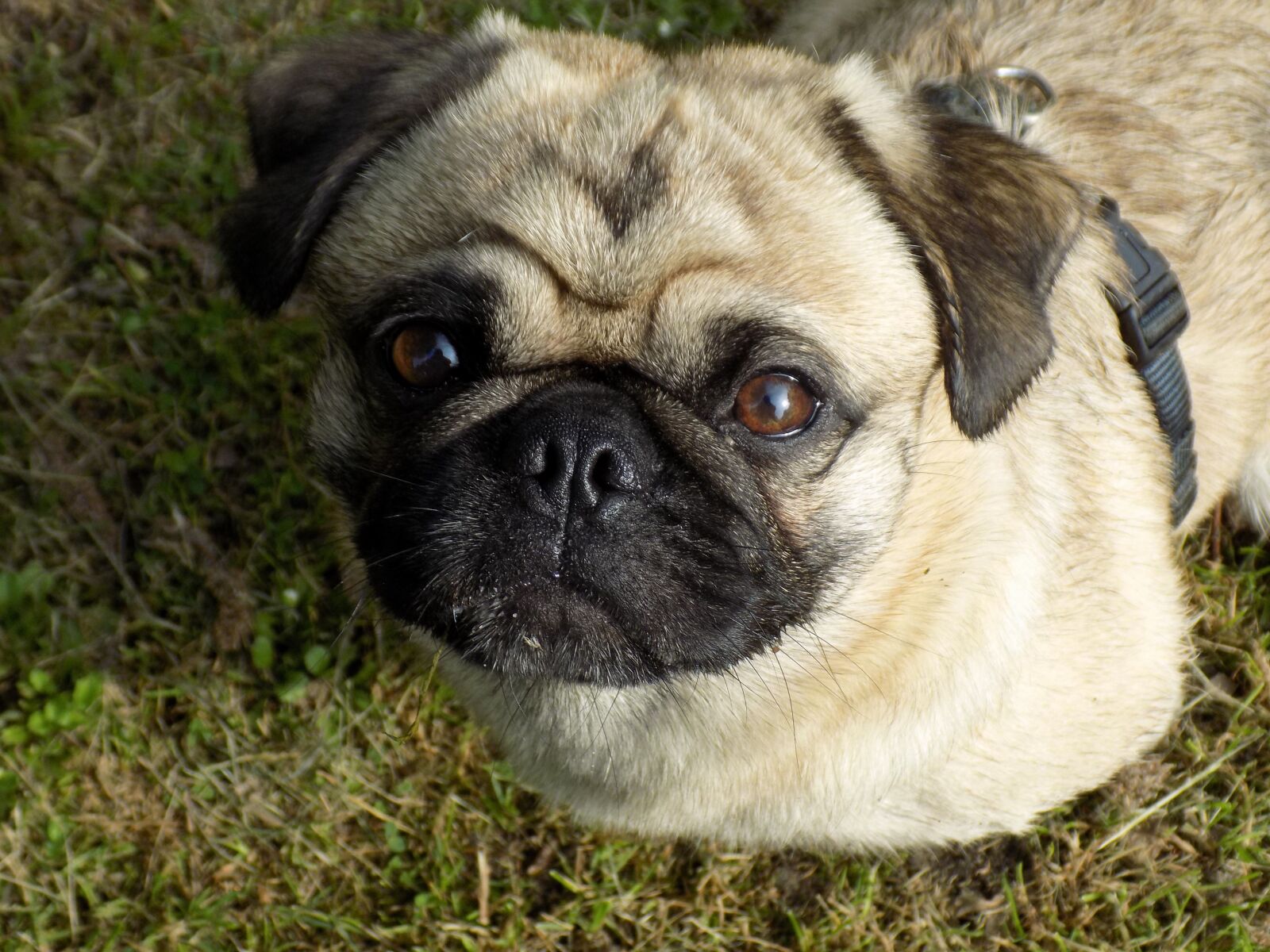 Nikon COOLPIX L340 sample photo. Pug, purebred dog, beige photography