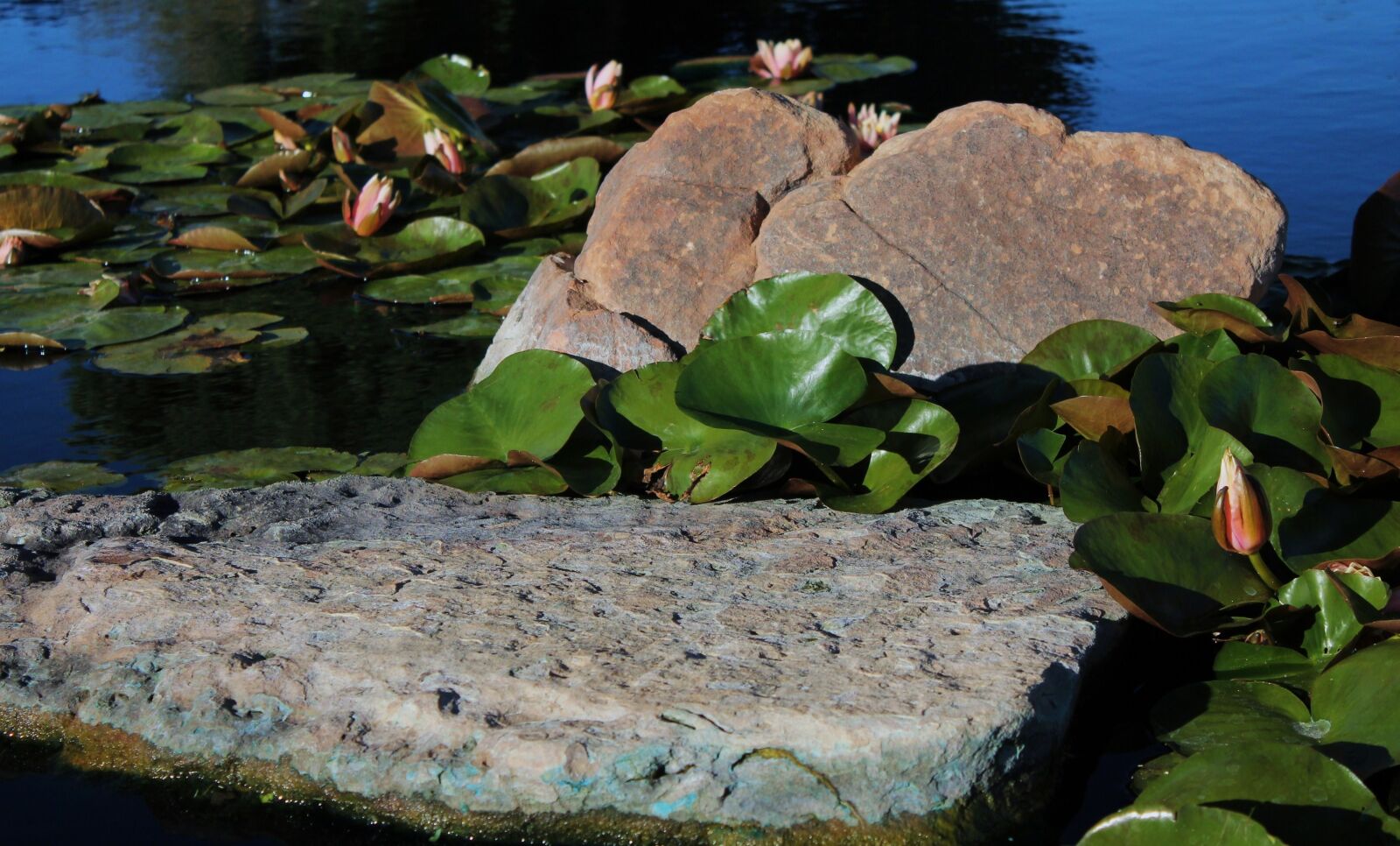 Canon EOS 1100D (EOS Rebel T3 / EOS Kiss X50) sample photo. Lily pads, pond, spring photography