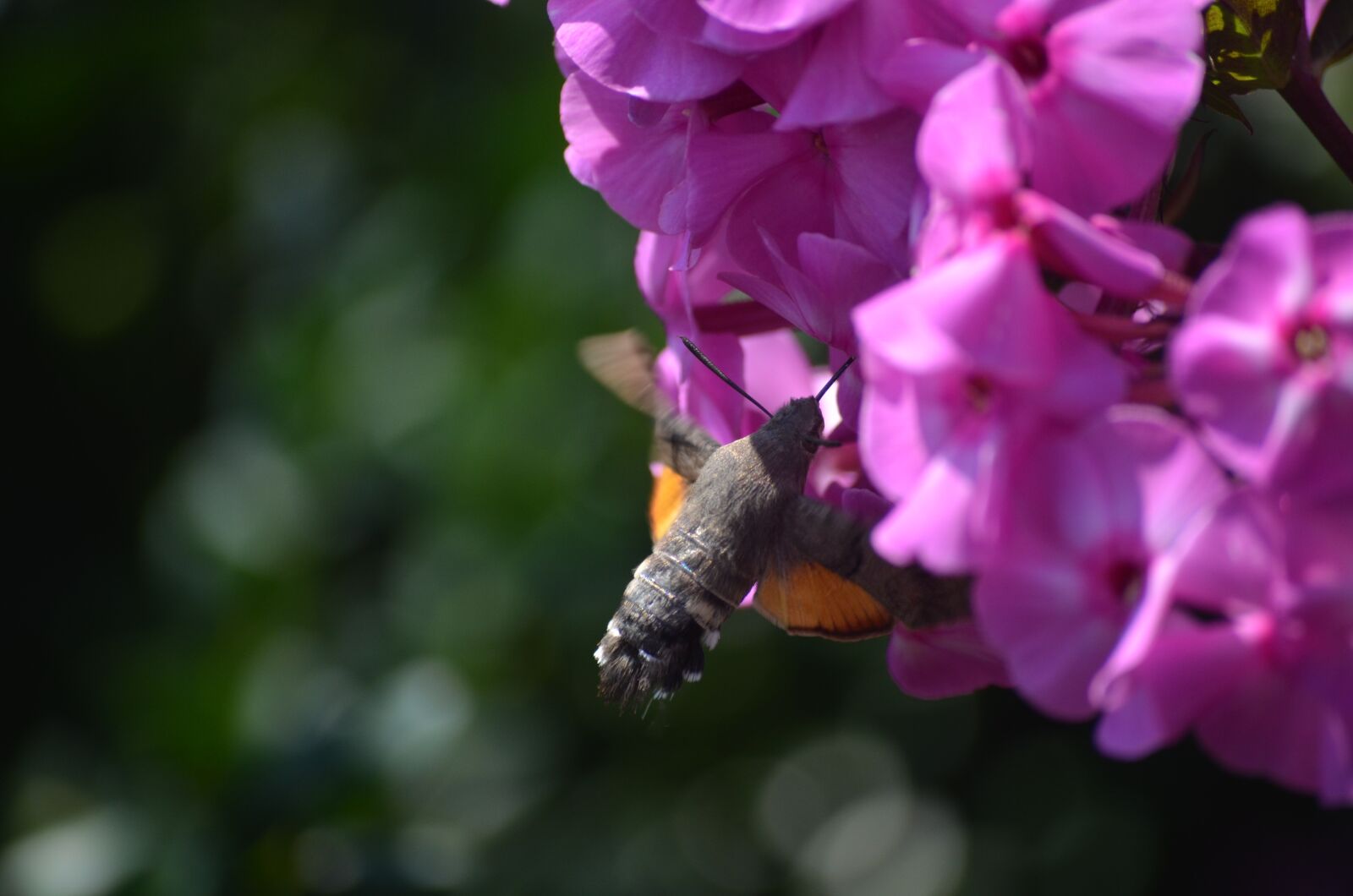 Nikon D5100 sample photo. Nature, flower, pink photography