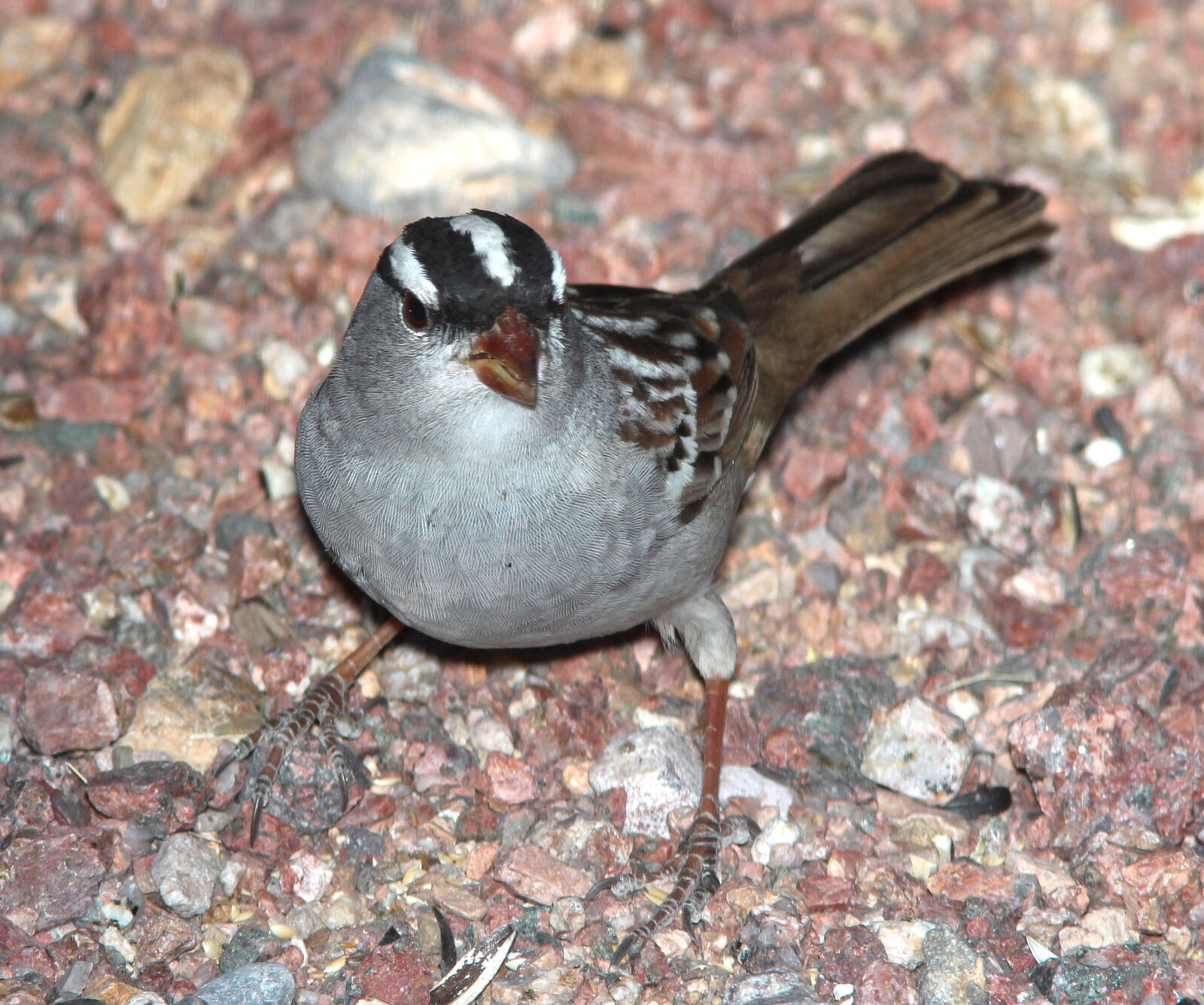 Canon EF 300mm F4L IS USM sample photo