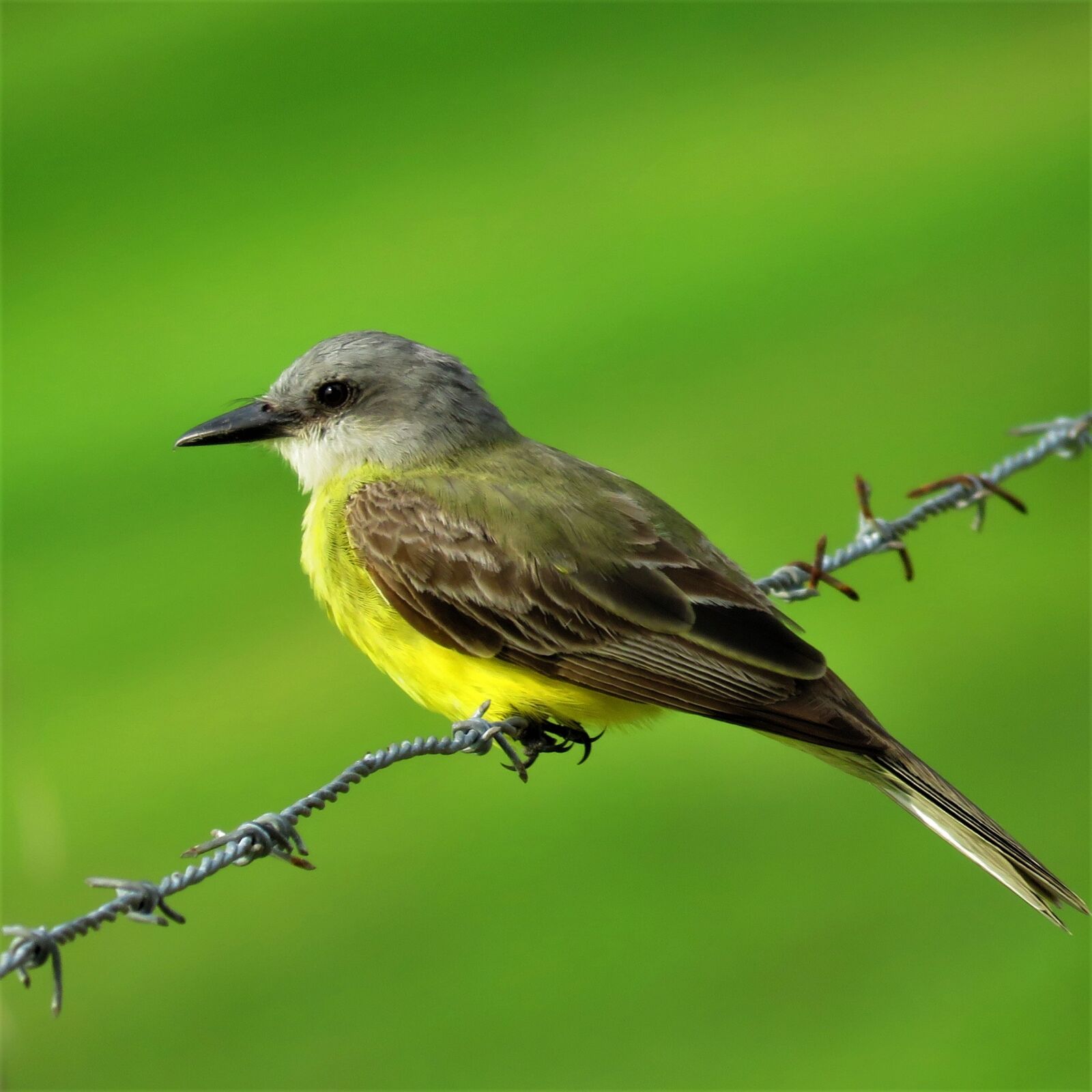 Canon PowerShot SX60 HS sample photo. Bird, yellow bird, barbed photography