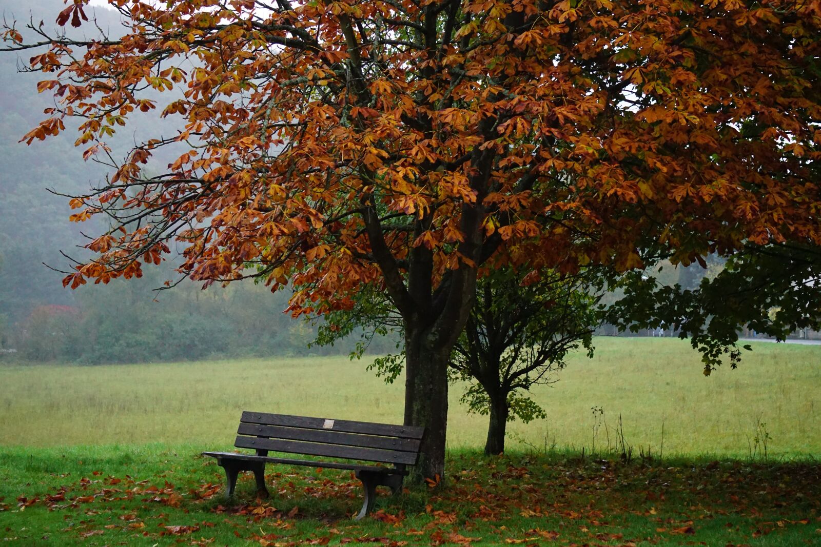 Sony E 55-210mm F4.5-6.3 OSS sample photo. Bank, tree, autumn photography