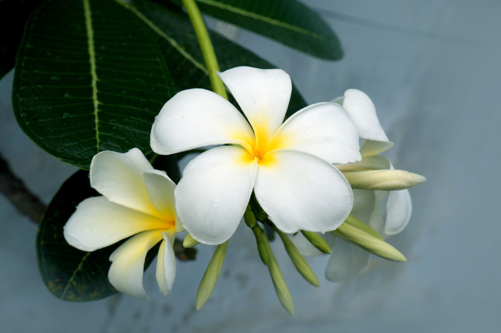 Sony Alpha NEX-F3 + Sony E 18-55mm F3.5-5.6 OSS sample photo. Porcelain flowers, white, natural photography