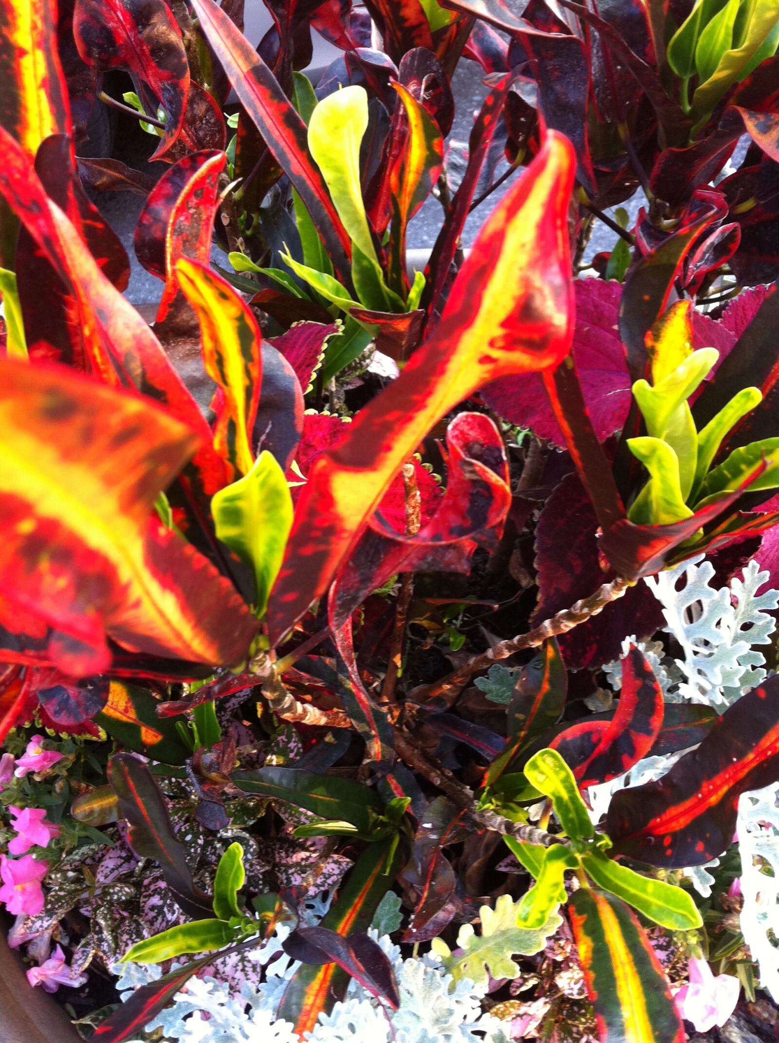 Apple iPhone 4 sample photo
