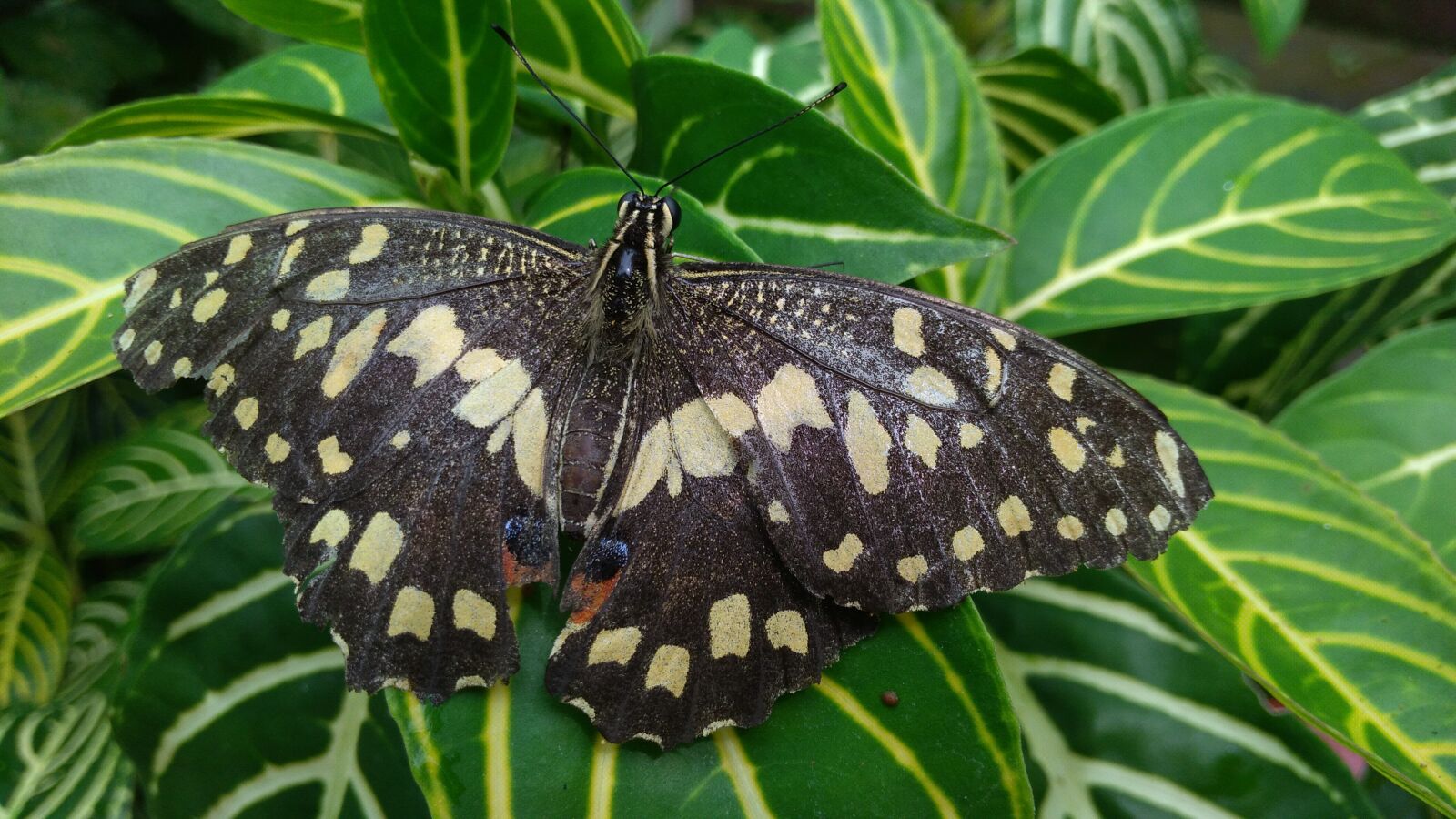 ASUS X00ID sample photo. Butterfly, nature, insect photography