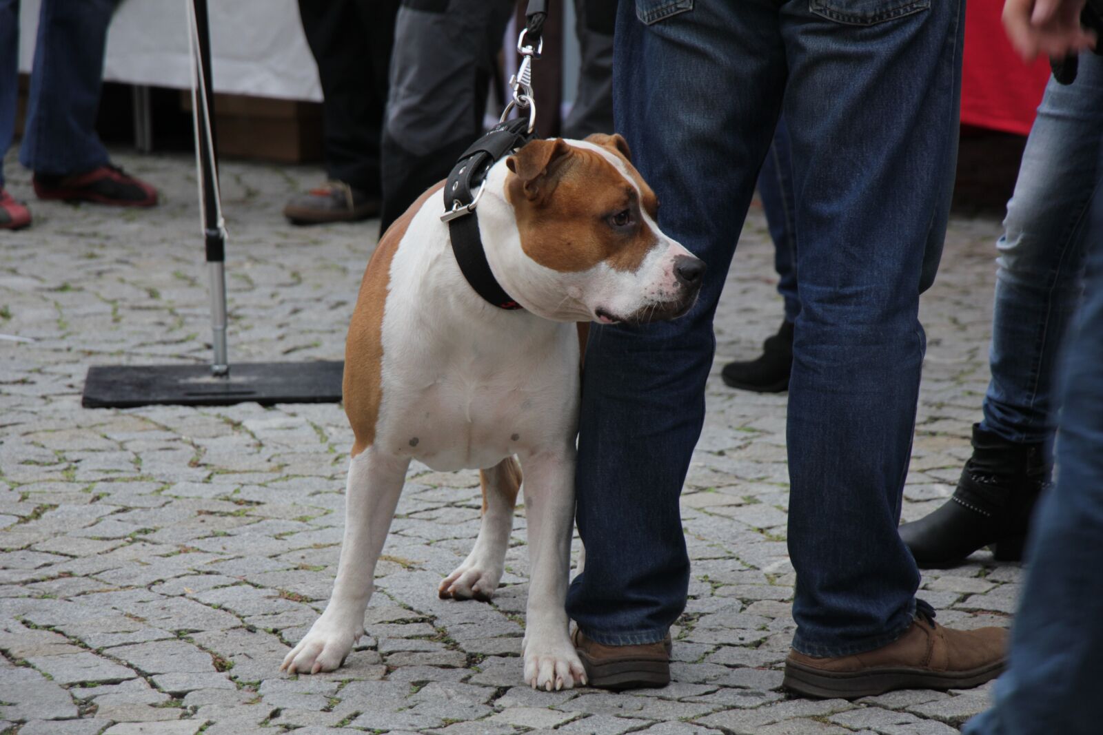Canon EOS 550D (EOS Rebel T2i / EOS Kiss X4) sample photo. Dog, fair, animals photography