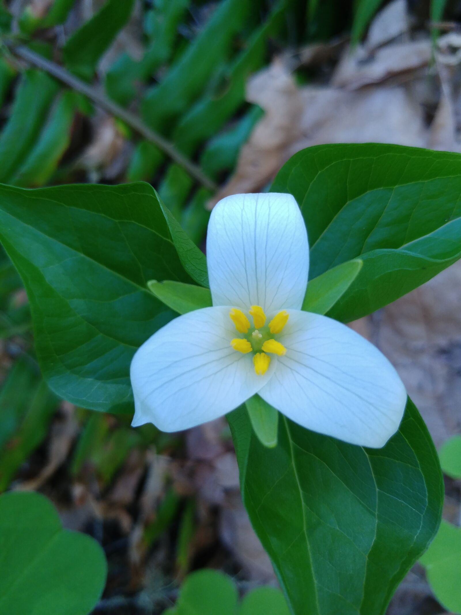 LG V20 sample photo. Trillium, flower, blossom photography