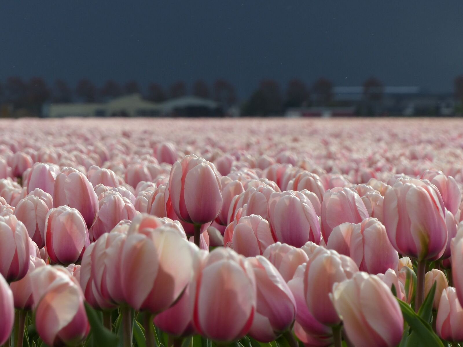 Panasonic Lumix DMC-FZ200 sample photo. Flowers, tulips, nature photography