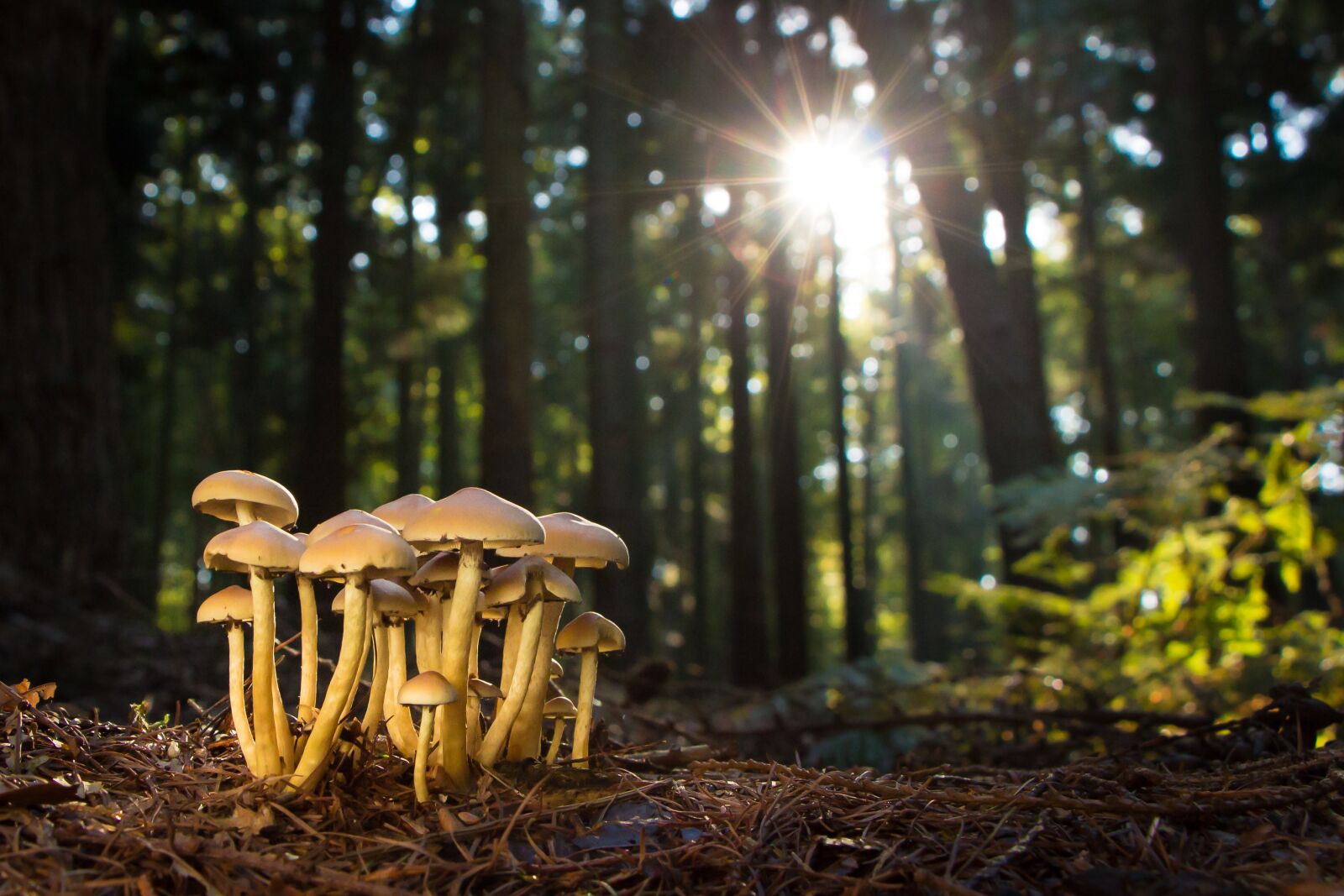 Canon EOS 650D (EOS Rebel T4i / EOS Kiss X6i) sample photo. Mushroom, mushrooms, forest photography