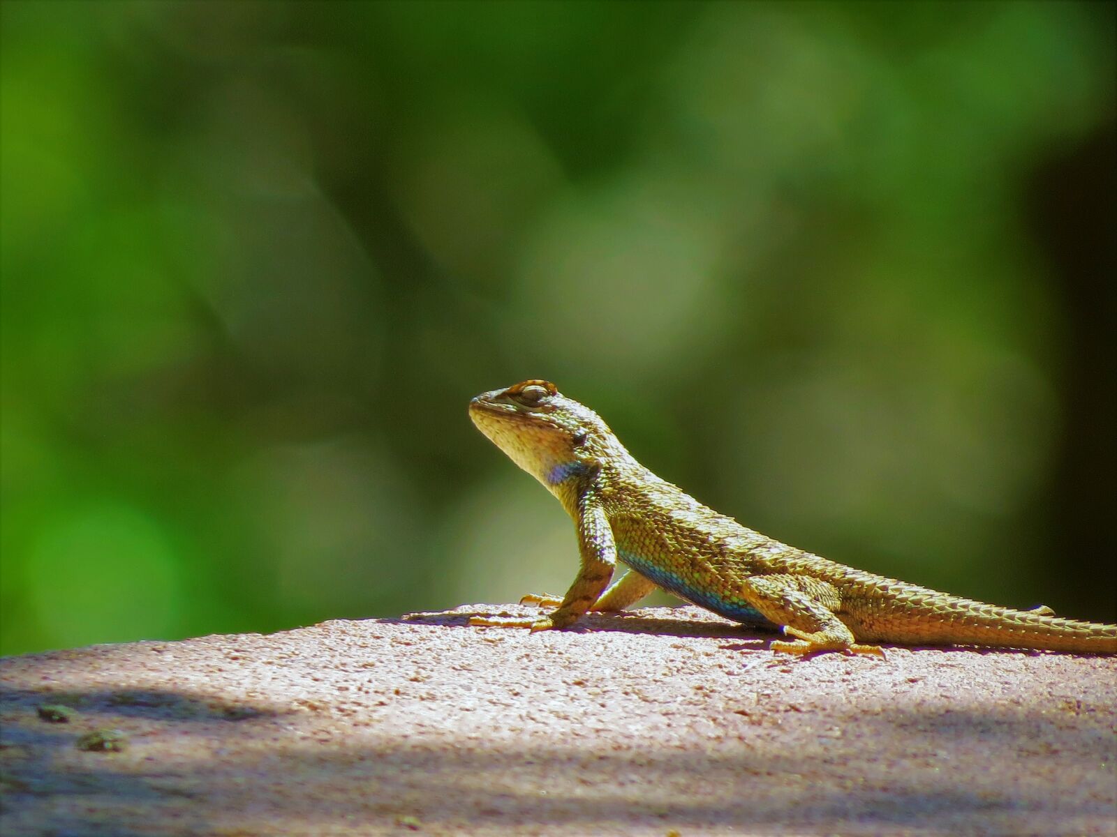 Canon PowerShot SX50 HS sample photo. Reptile, lizard, hiking photography