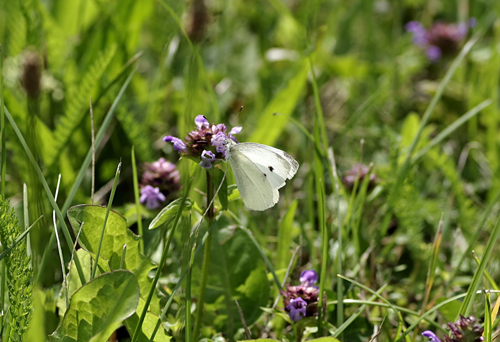 Pentax K-S2 sample photo. Butterfly, bielinek, white photography
