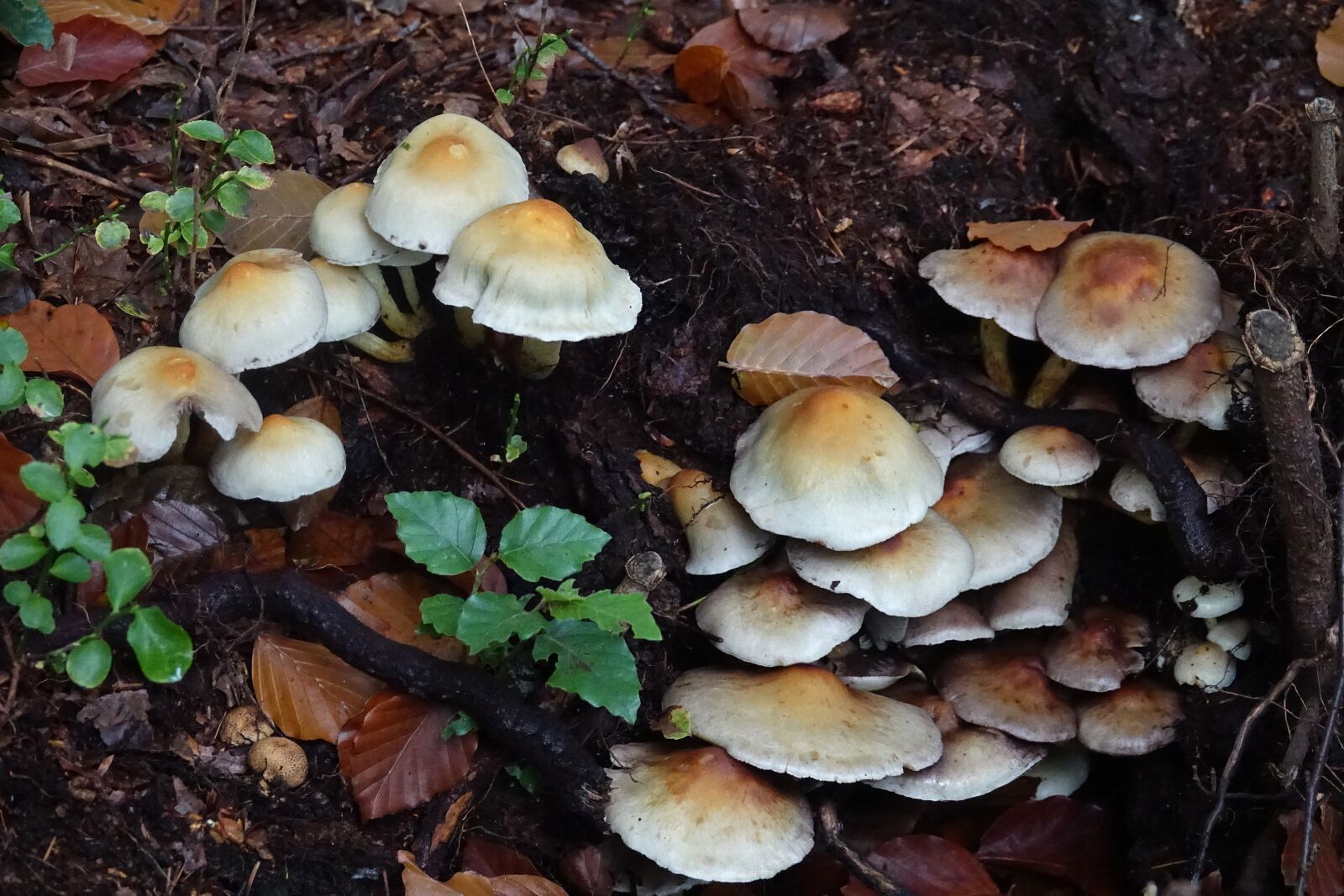 Sony Cyber-shot DSC-RX10 III sample photo. Mushrooms, mushroom, brown photography