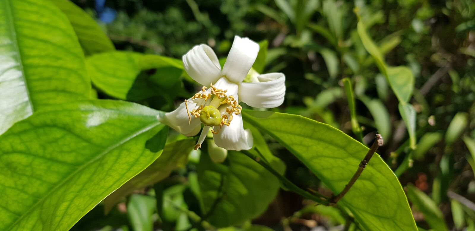 Samsung Galaxy S8+ sample photo. Nature, citrus fruits, flower photography