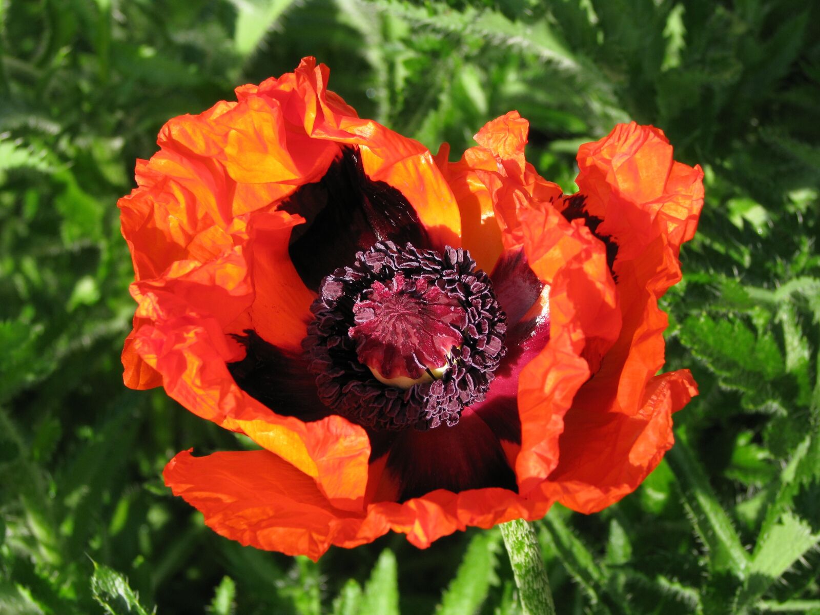 Canon POWERSHOT S5 IS sample photo. Poppy, flower, bloom photography
