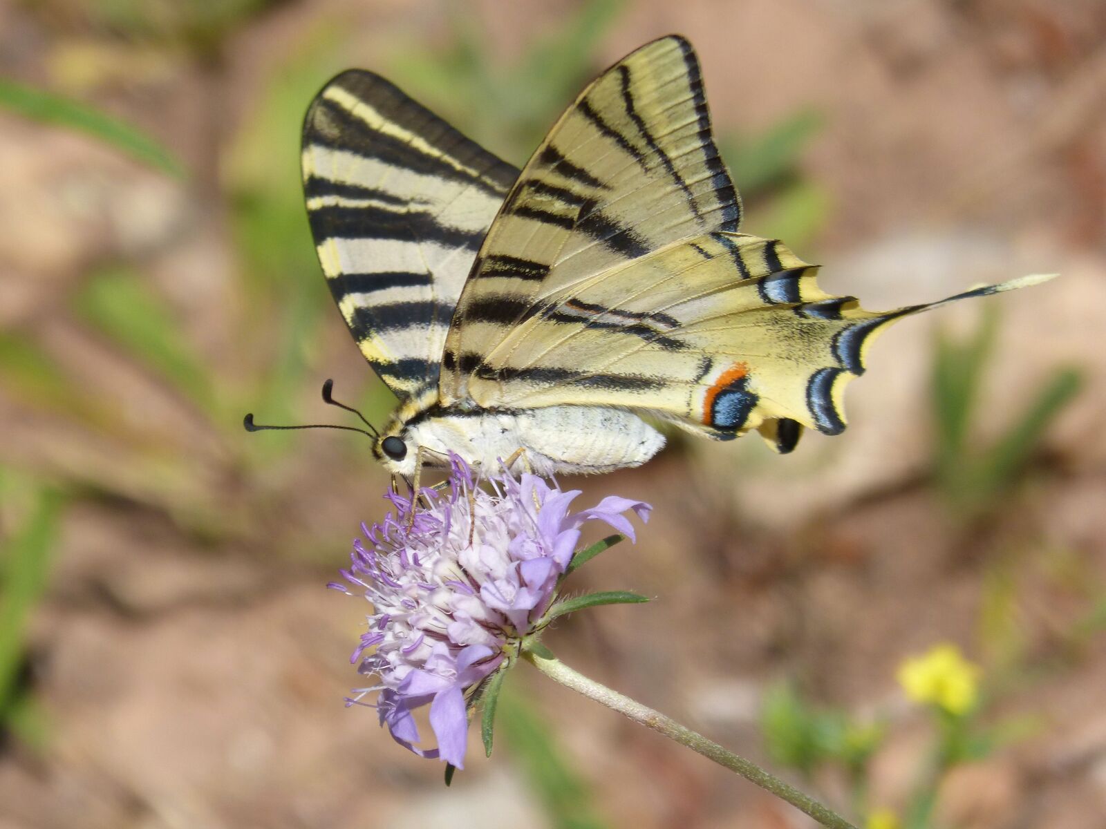 Panasonic DMC-FZ62 sample photo. Papilio machaon, butterfly, machaon photography