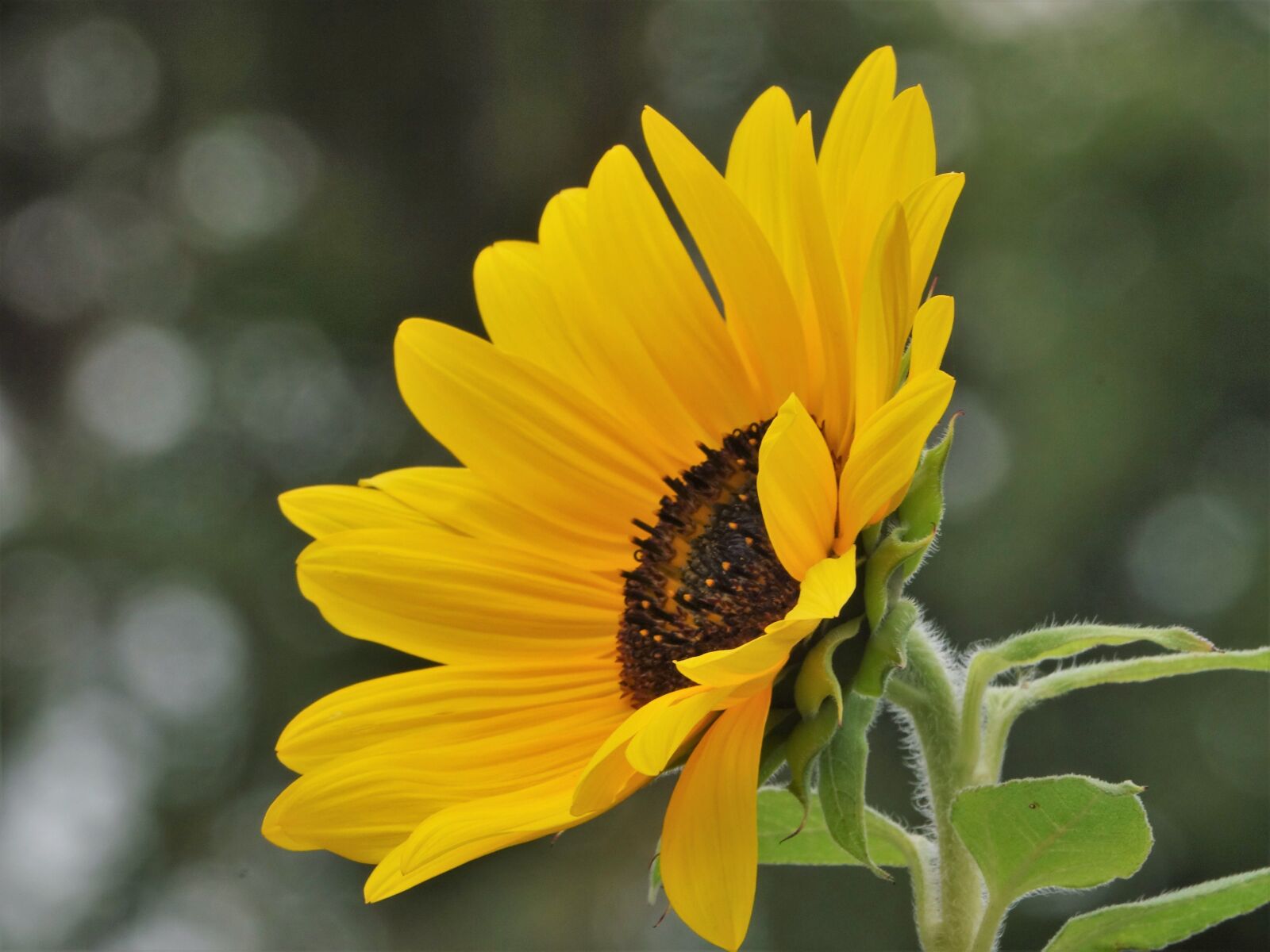 Sony Cyber-shot DSC-RX10 III sample photo. Sunflower, flower, balcony photography