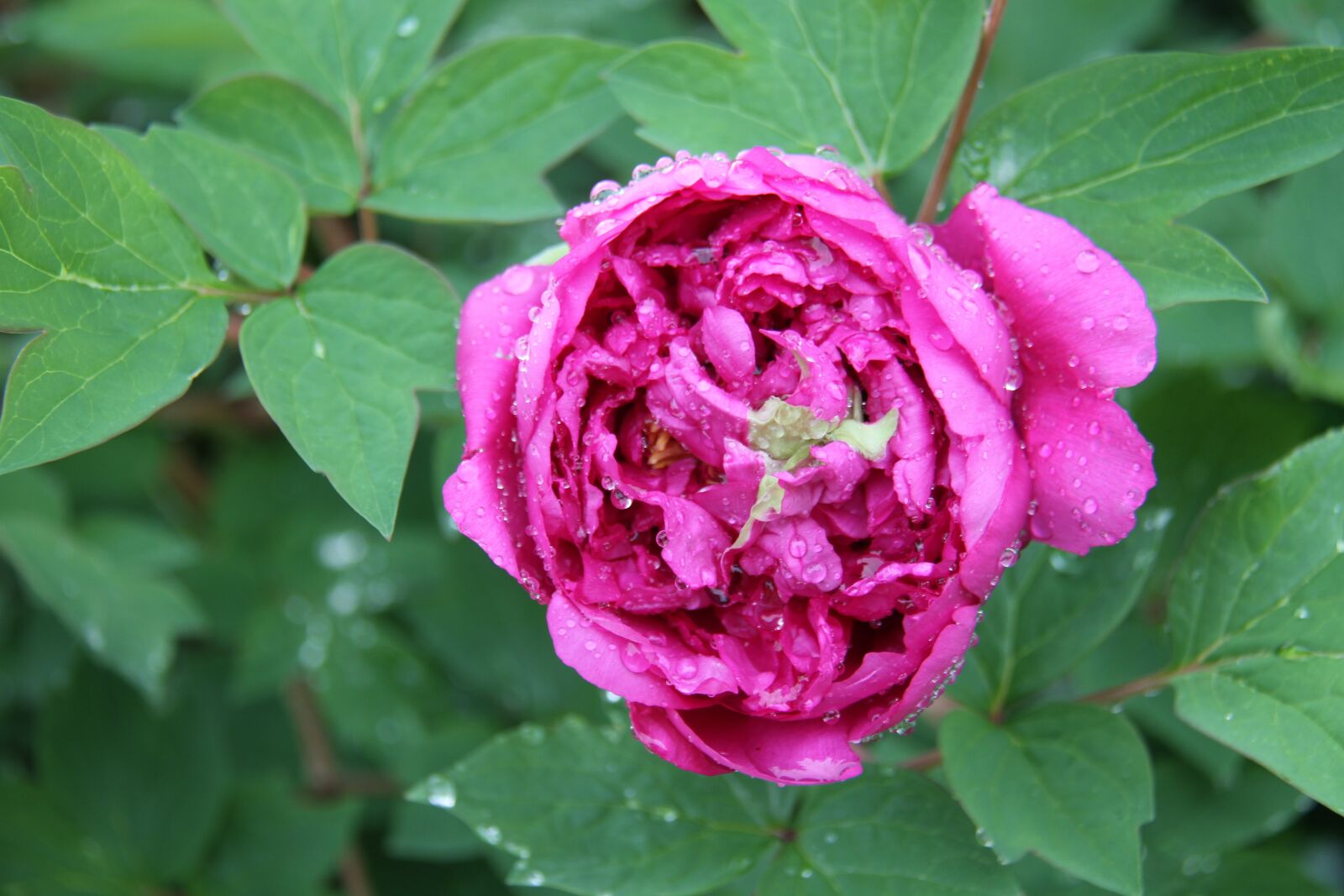 Canon EOS 7D sample photo. Peony, flower, shrub photography