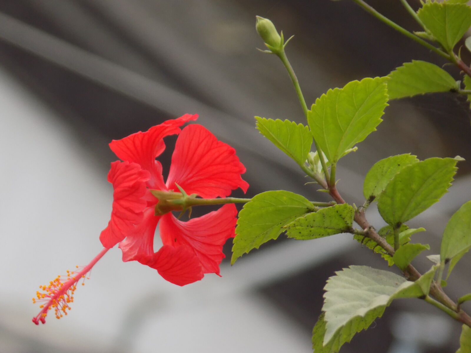 Nikon COOLPIX L330 sample photo. Beautiful, flowers photography