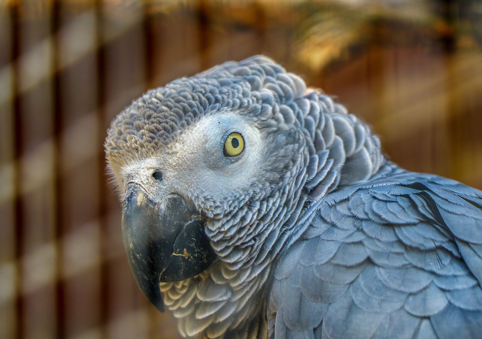 Canon EF-S 18-135mm F3.5-5.6 IS USM sample photo. Bird, parrot, animal photography