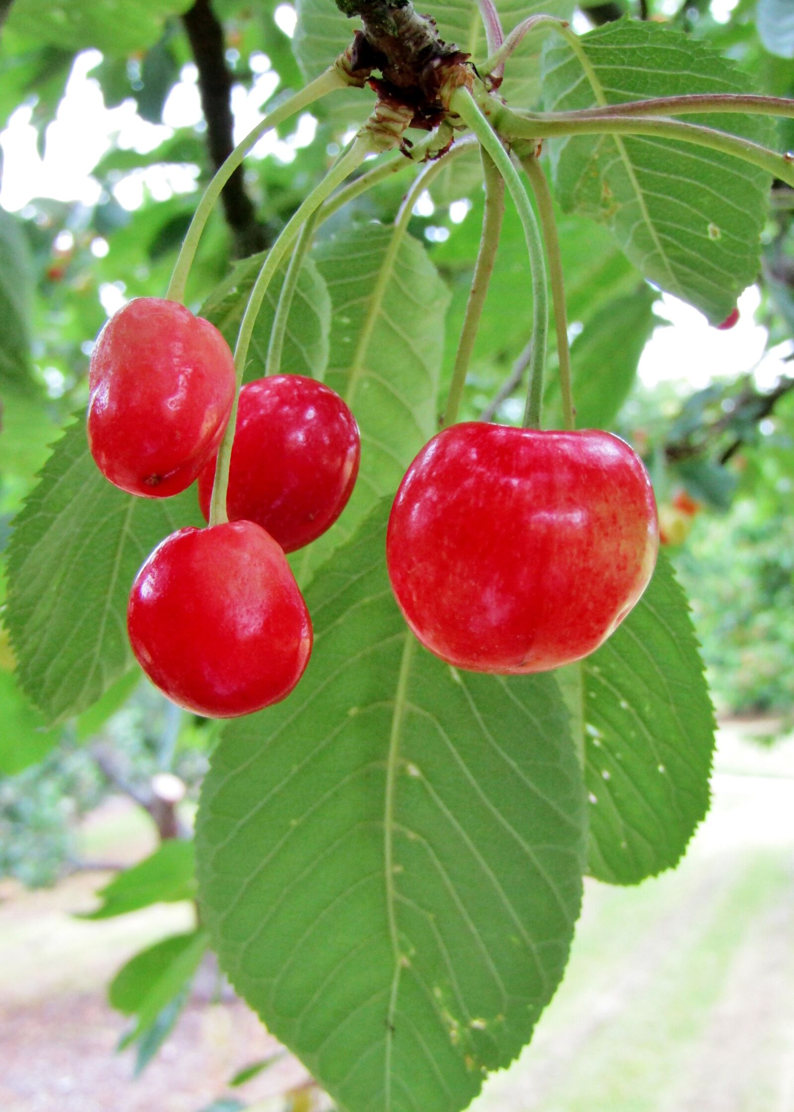 Canon POWERSHOT SX432 IS sample photo. Cherries, red, fruit photography