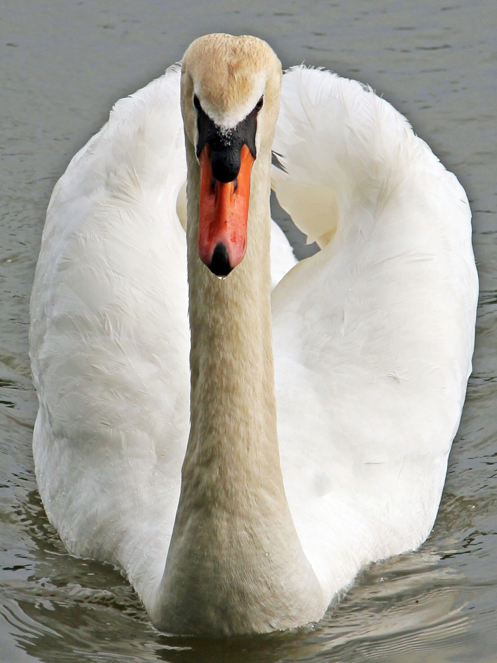 Canon EOS 550D (EOS Rebel T2i / EOS Kiss X4) sample photo. Swan, pond, nature photography