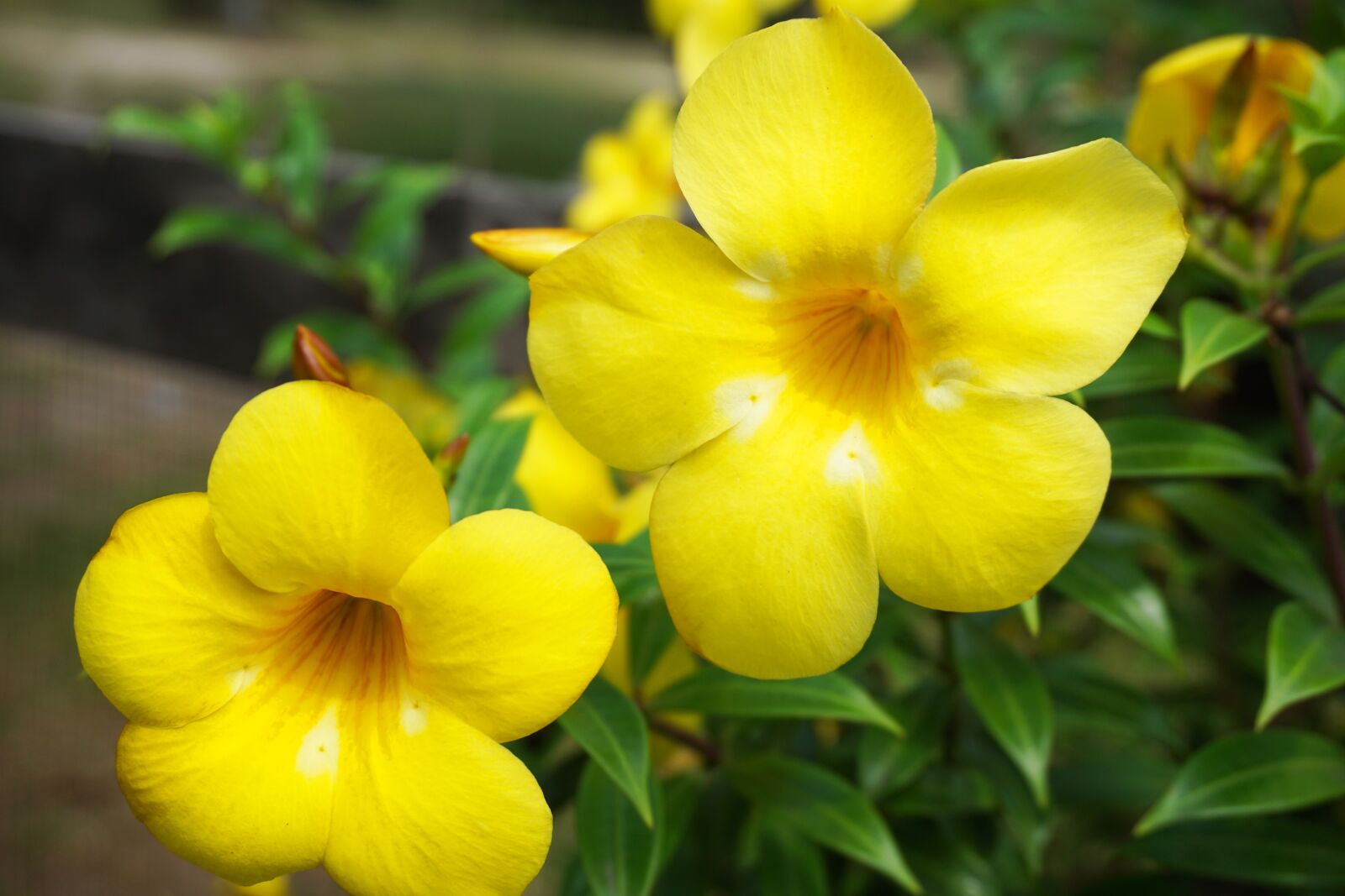 Sony a5100 + Sony E 16-50mm F3.5-5.6 PZ OSS sample photo. Yellow flowers, flower garden photography