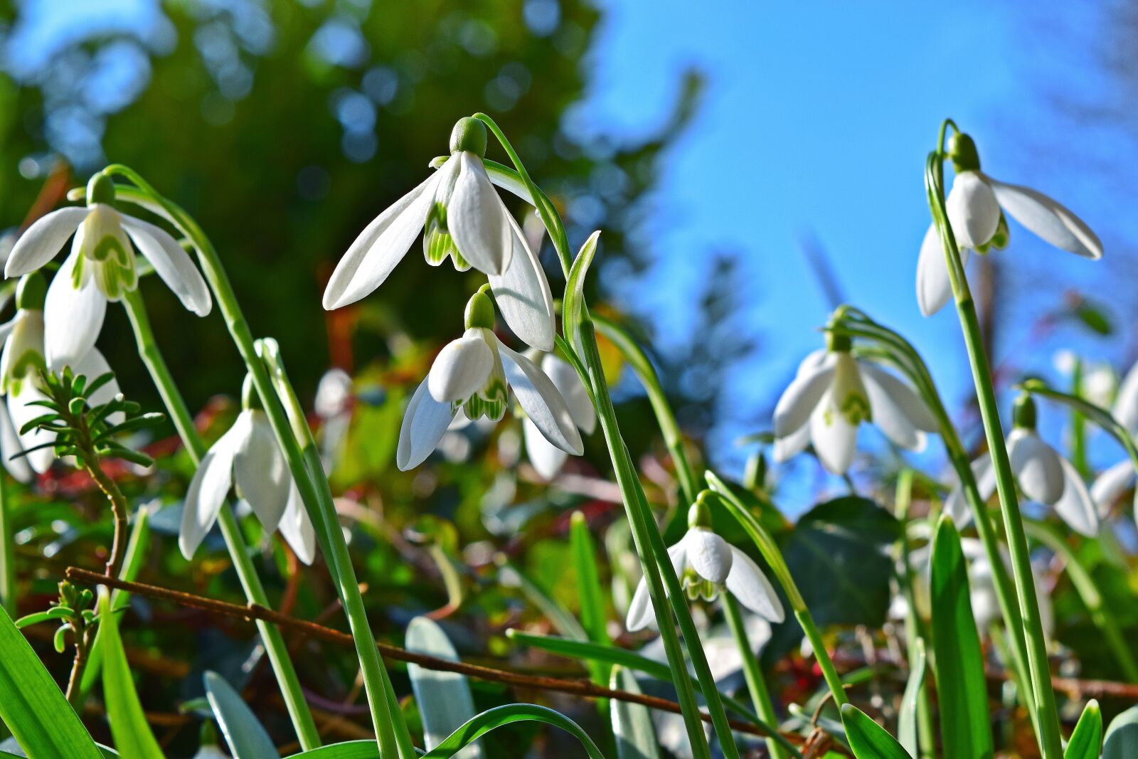 Nikon D5300 sample photo. Snowdrop, flower, early bloomer photography